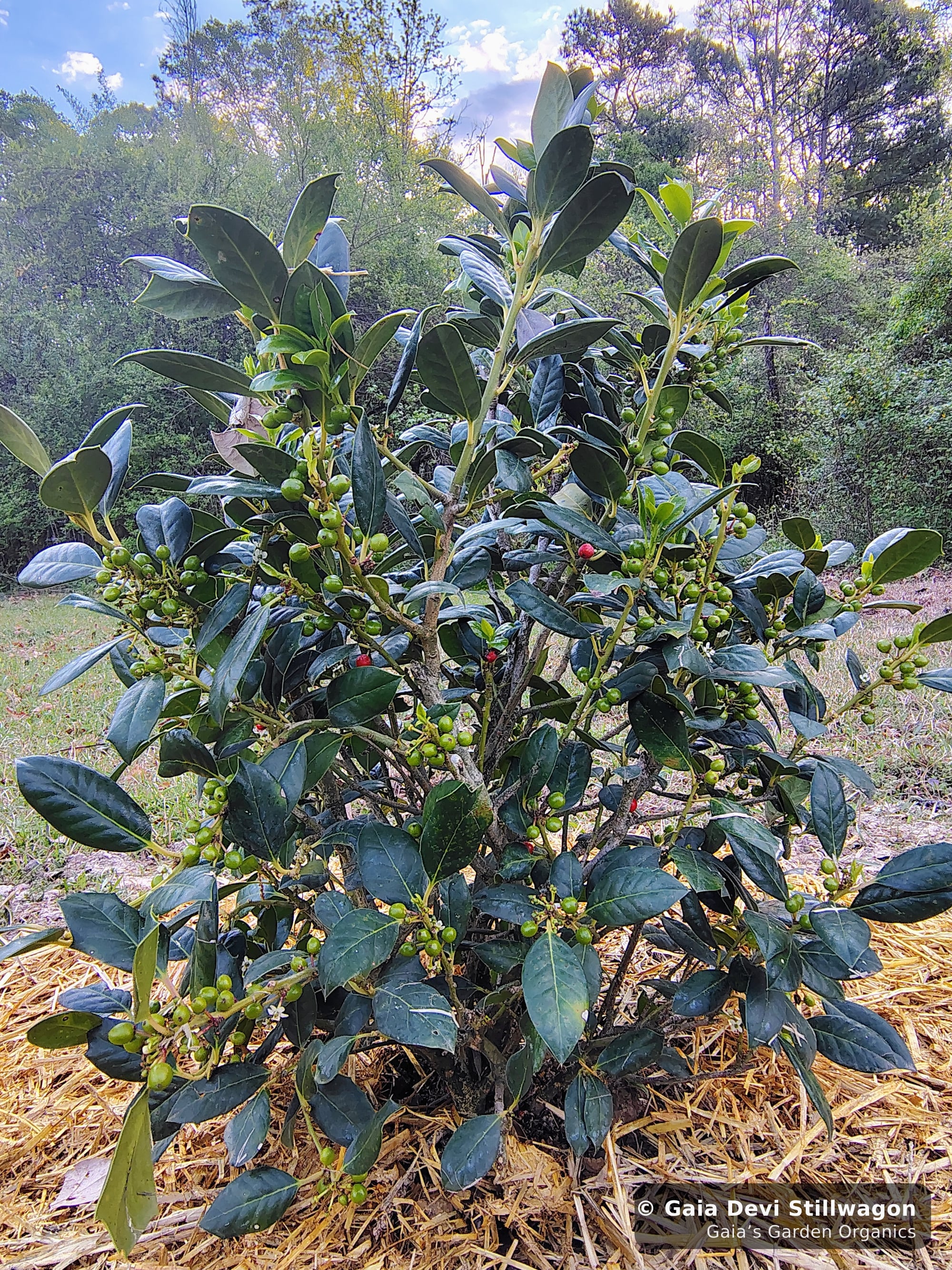 The medicinal herb garden at Gaia's Garden Organics, Umpire, Arkansas · Gaia Devi, clinical herbalist