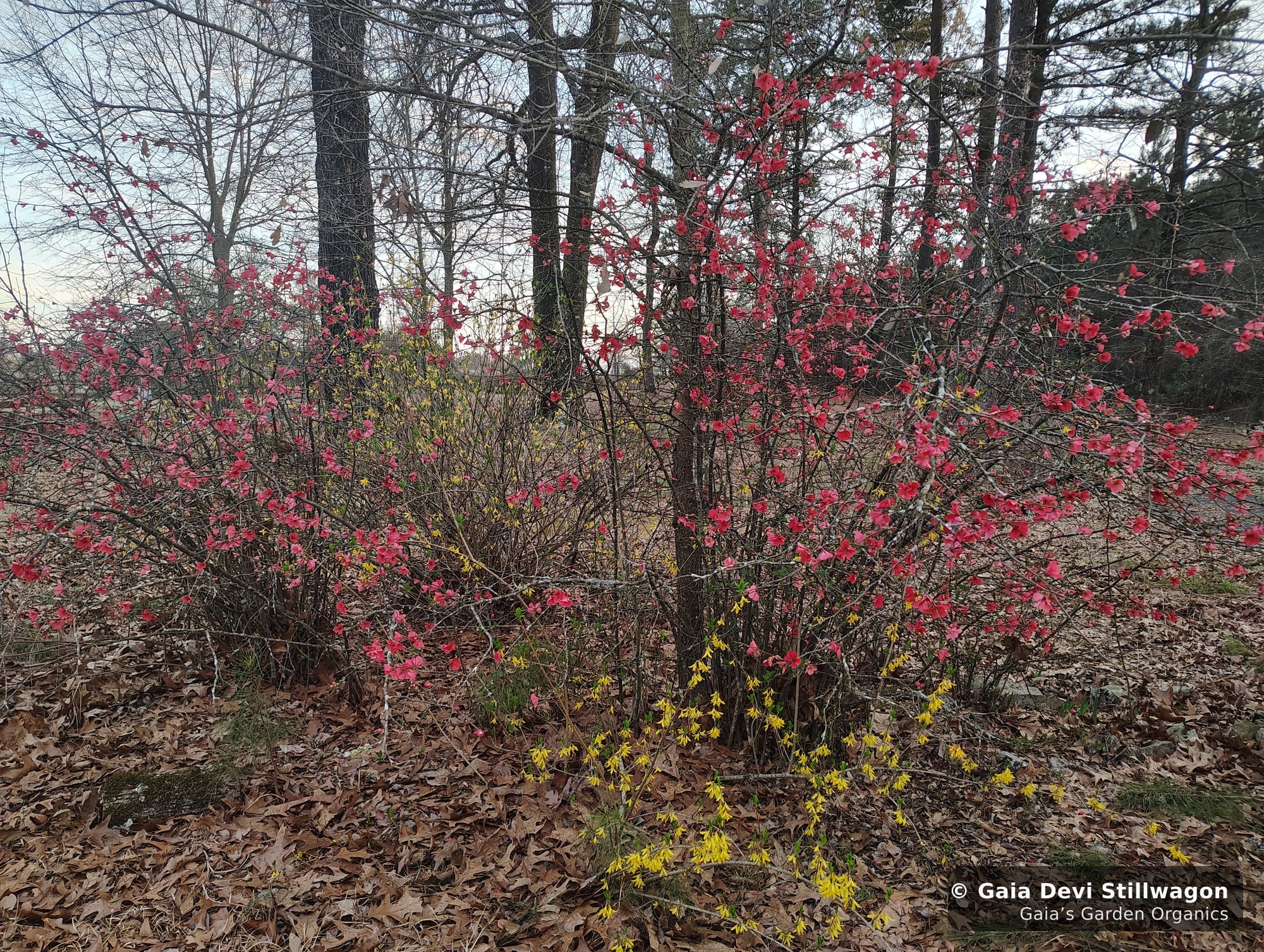 The medicinal herb garden at Gaia's Garden Organics, Umpire, Arkansas · Gaia Devi, clinical herbalist