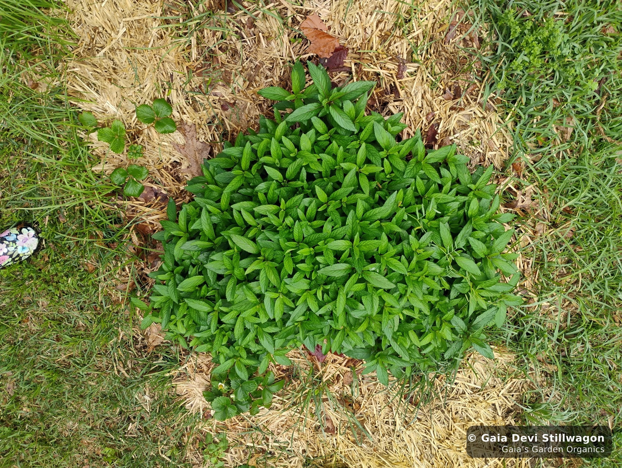 The medicinal herb garden at Gaia's Garden Organics, Umpire, Arkansas · Gaia Devi, clinical herbalist