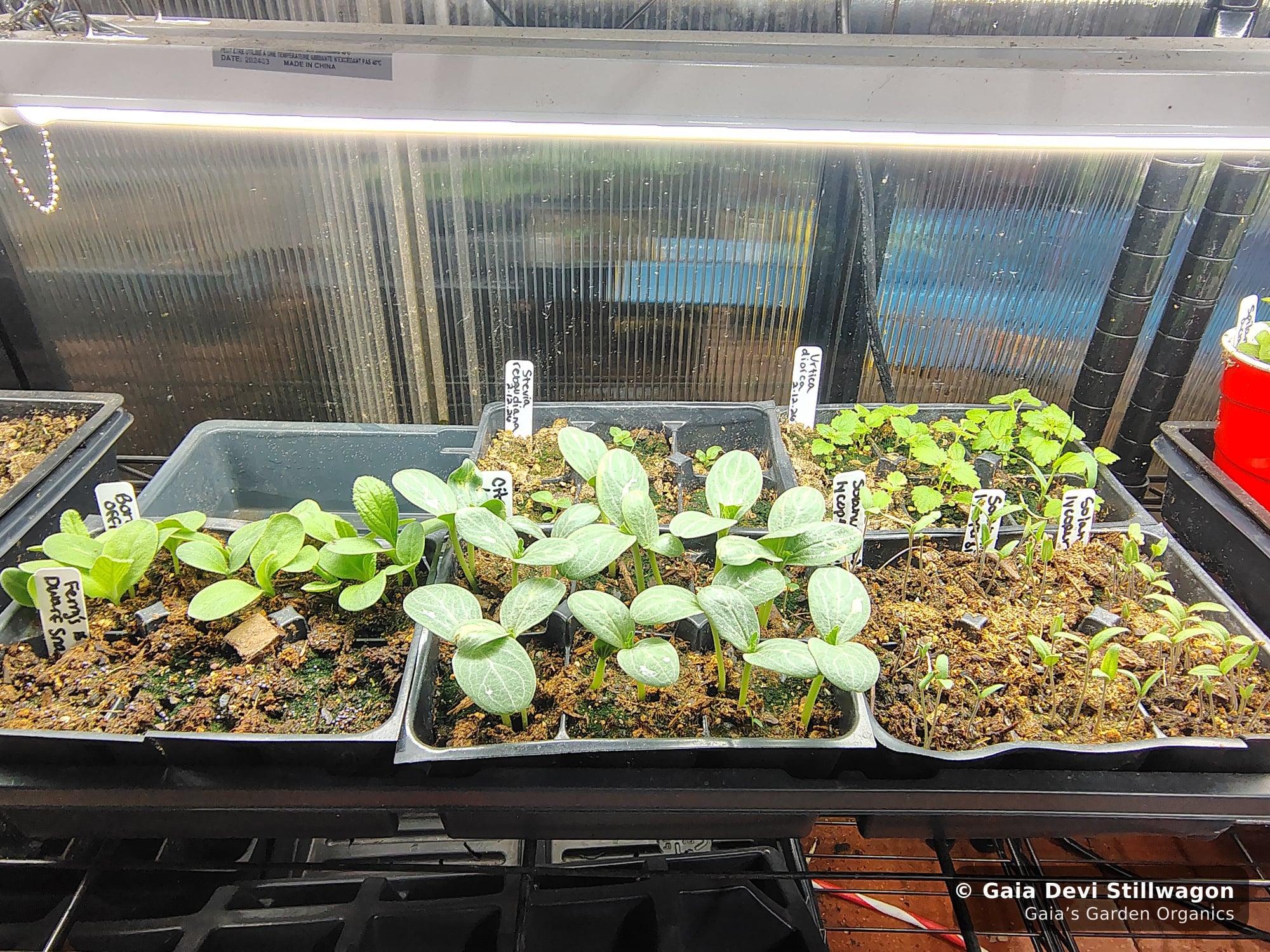 The medicinal herb garden at Gaia's Garden Organics, Umpire, Arkansas · Gaia Devi, clinical herbalist