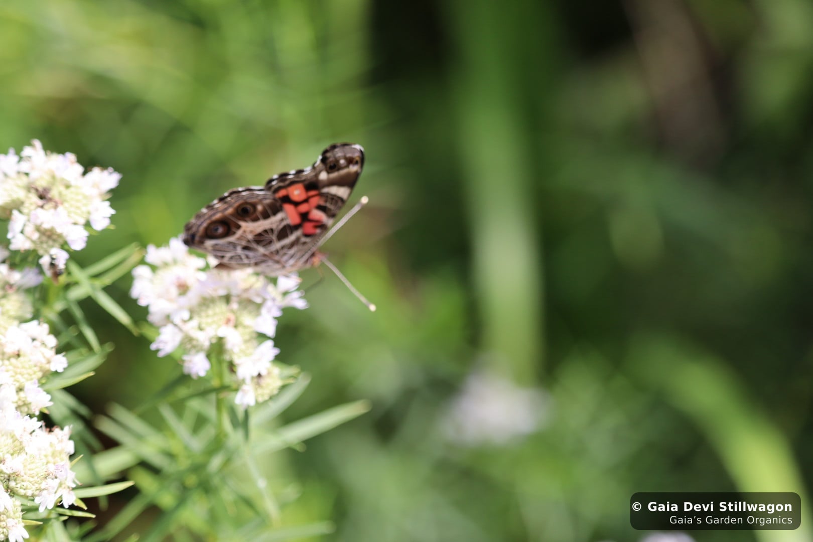 The medicinal herb garden at Gaia's Garden Organics, Umpire, Arkansas · Gaia Devi, clinical herbalist