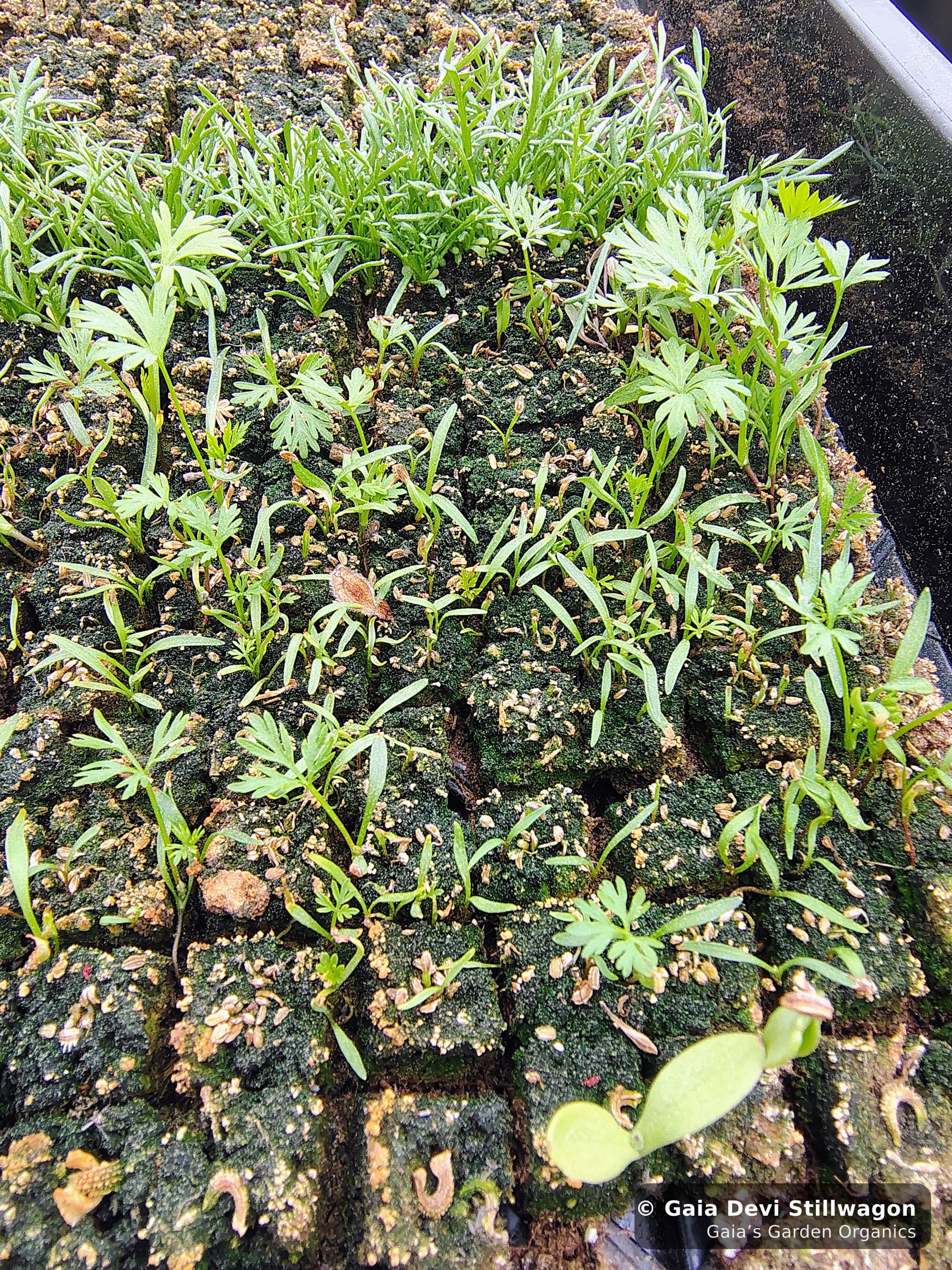 The medicinal herb garden at Gaia's Garden Organics, Umpire, Arkansas · Gaia Devi, clinical herbalist