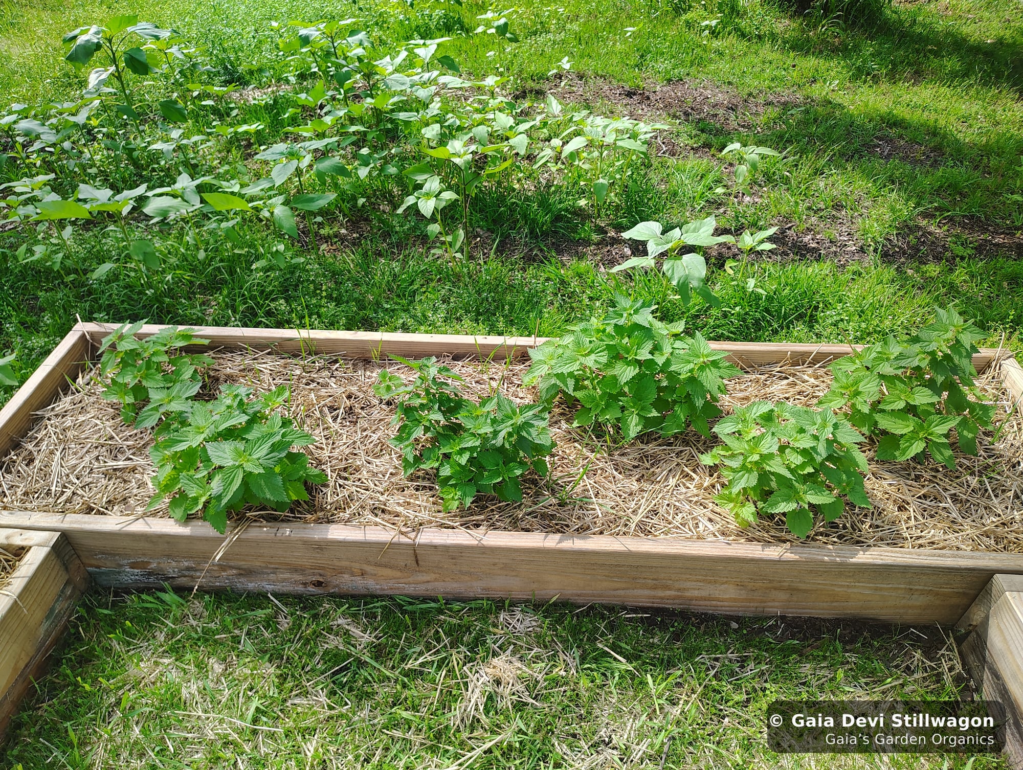 A row of medicinal plants in early bloom