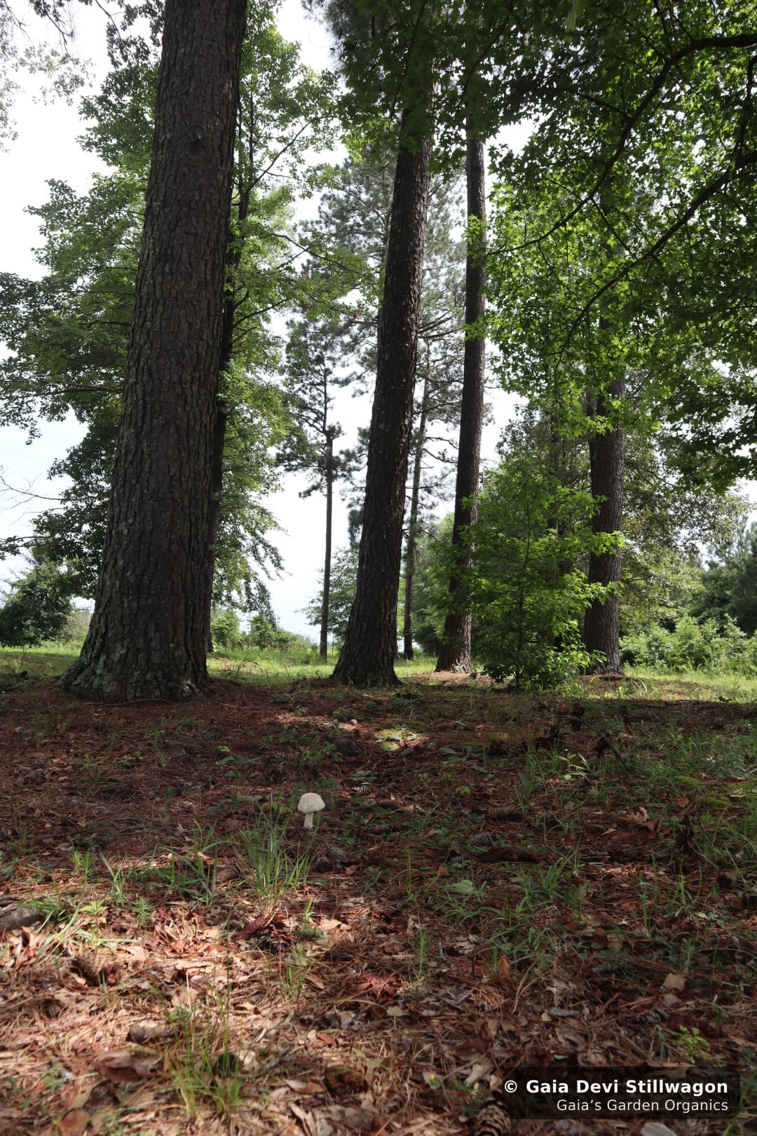 The medicinal herb garden at Gaia's Garden Organics, Umpire, Arkansas · Gaia Devi, clinical herbalist