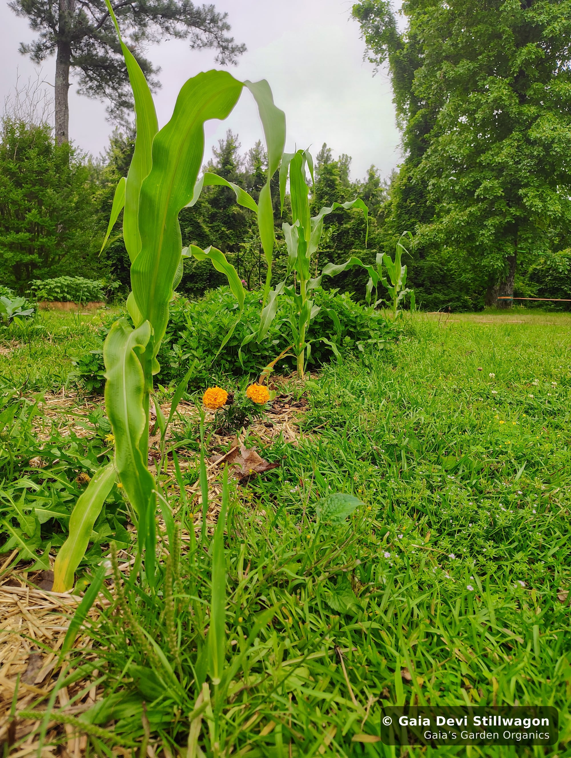The medicinal herb garden at Gaia's Garden Organics, Umpire, Arkansas · Gaia Devi, clinical herbalist