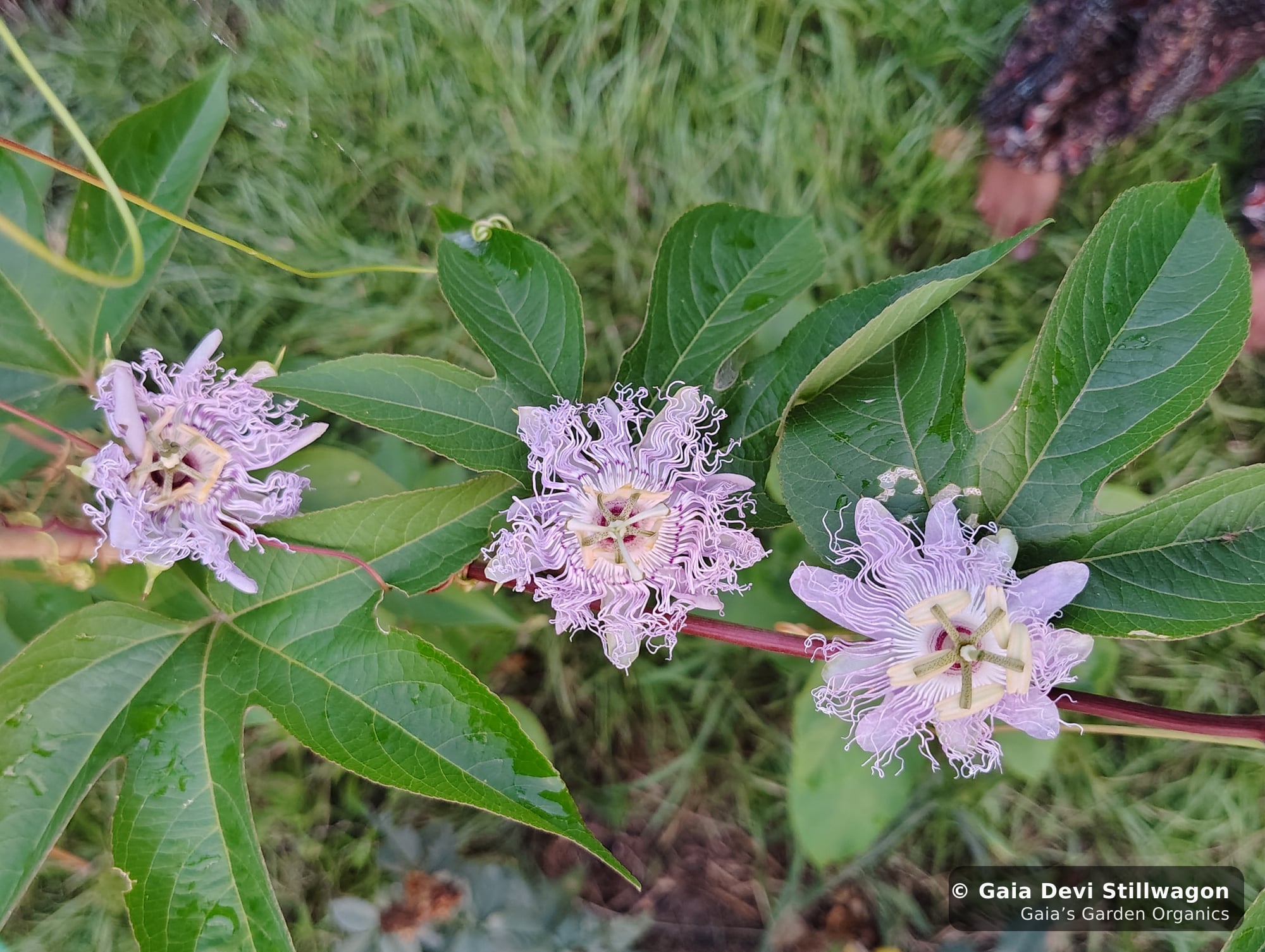 The medicinal herb garden at Gaia's Garden Organics, Umpire, Arkansas · Gaia Devi, clinical herbalist
