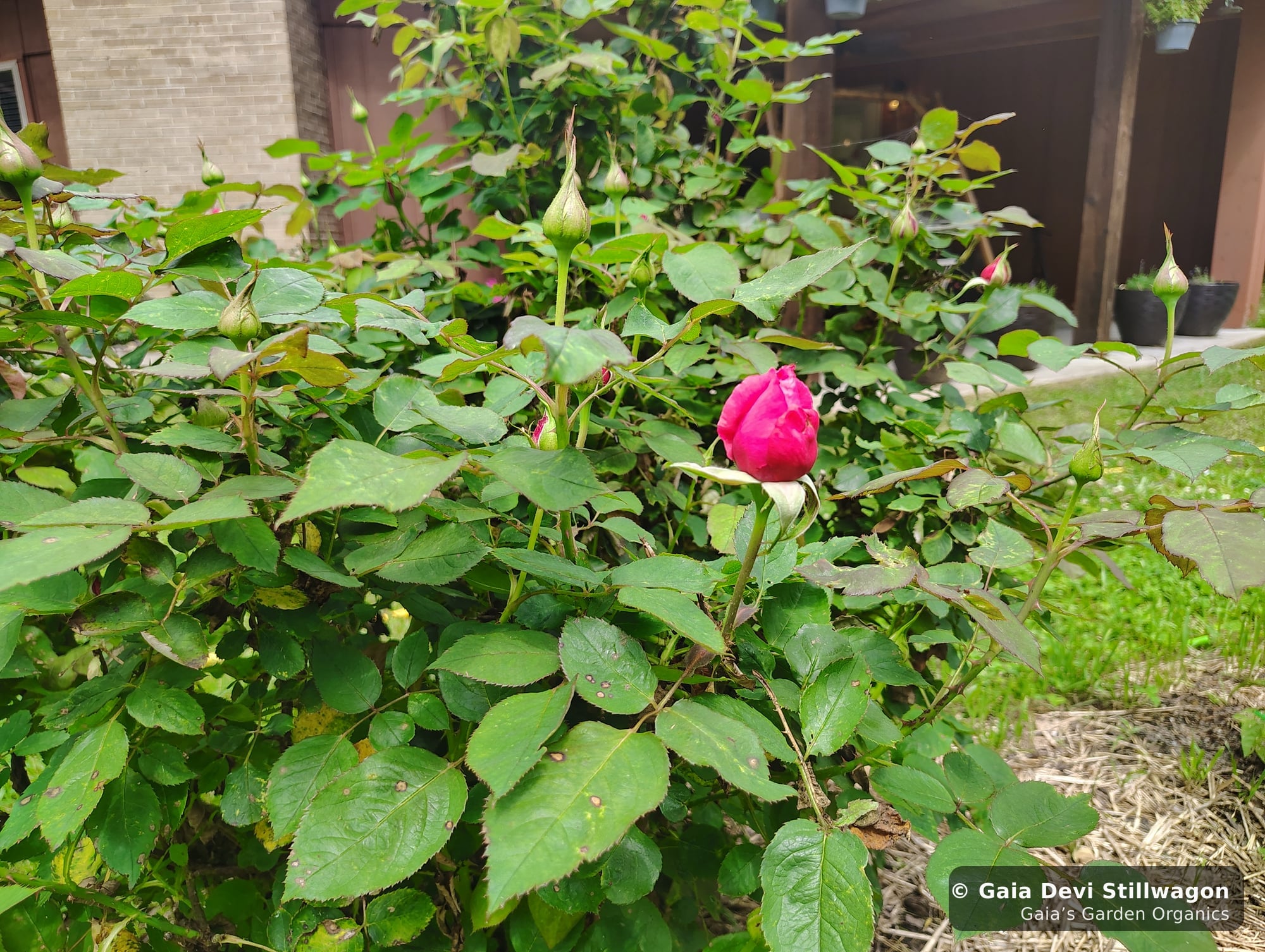 A cultivated rose bush at Gaia's Garden in Umpire, Arkansas with one deep-pink bloom opening among multiple unopened buds, the source plant for our Heartful Flower Essence