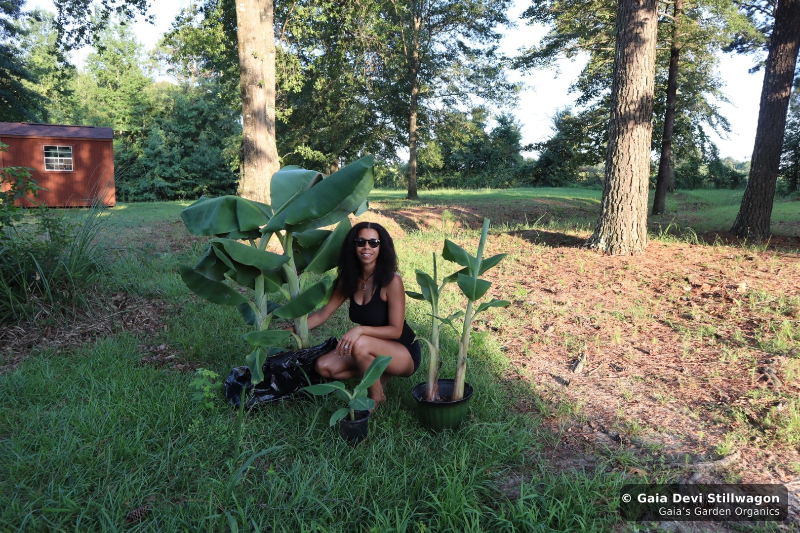 The medicinal herb garden at Gaia's Garden Organics, Umpire, Arkansas · Gaia Devi, clinical herbalist