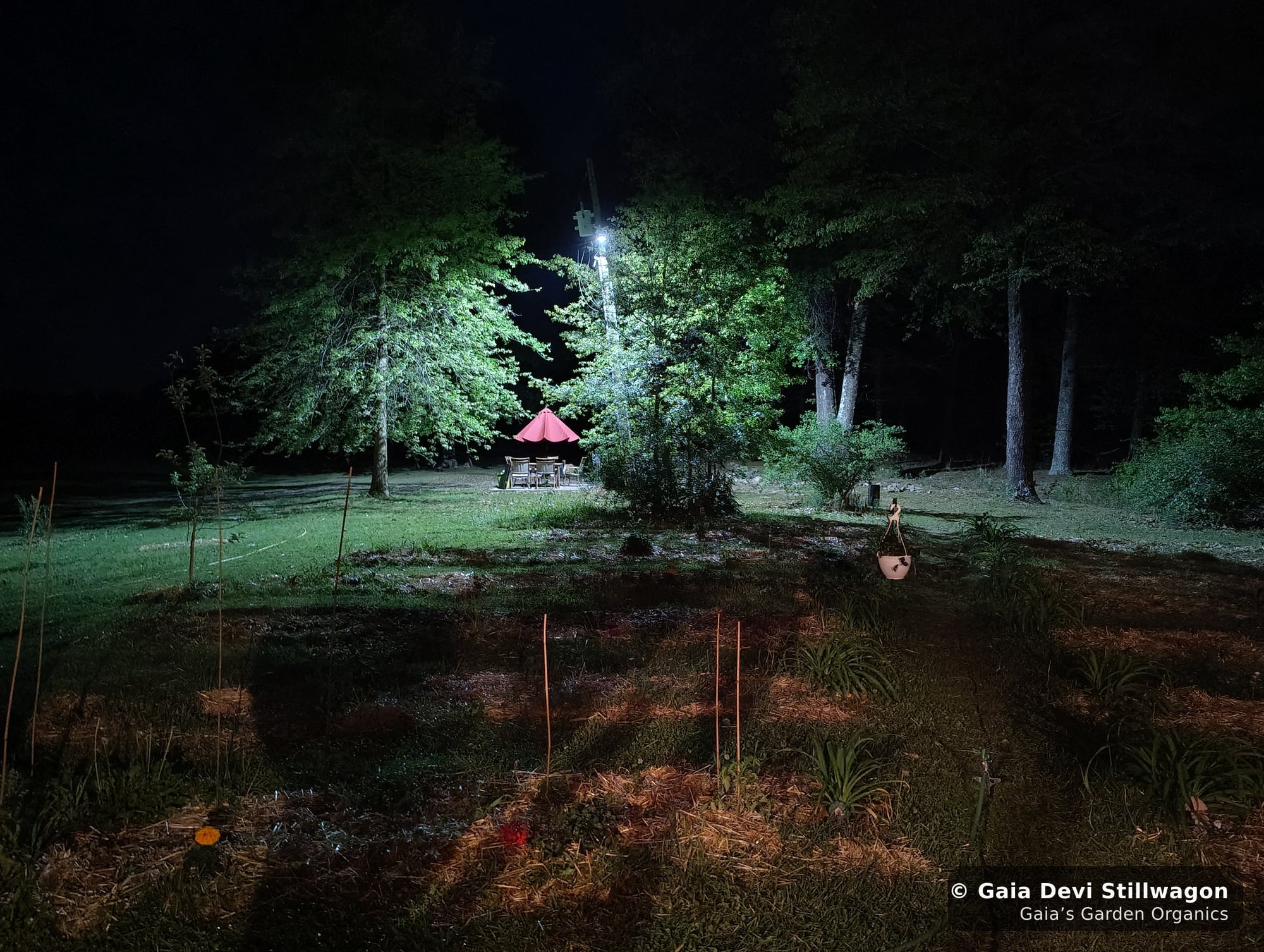The medicinal herb garden at Gaia's Garden Organics, Umpire, Arkansas · Gaia Devi, clinical herbalist