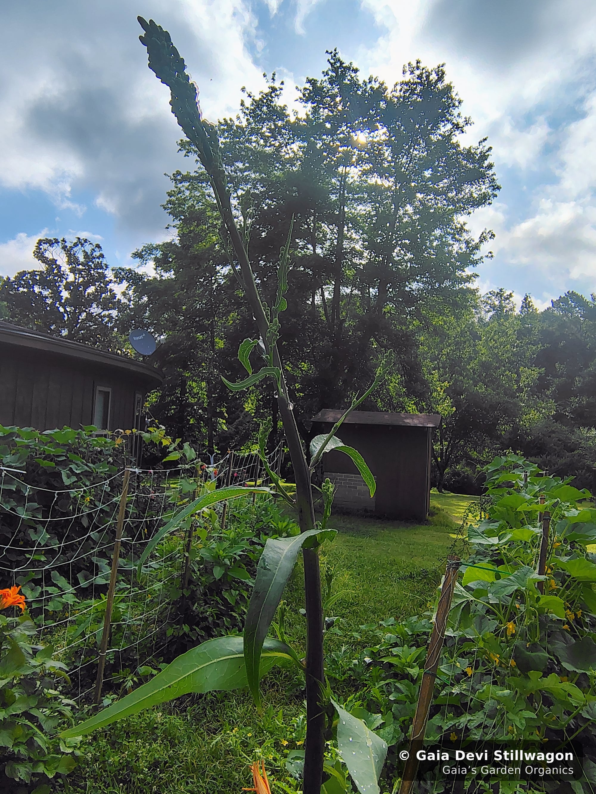 The medicinal herb garden at Gaia's Garden Organics, Umpire, Arkansas · Gaia Devi, clinical herbalist