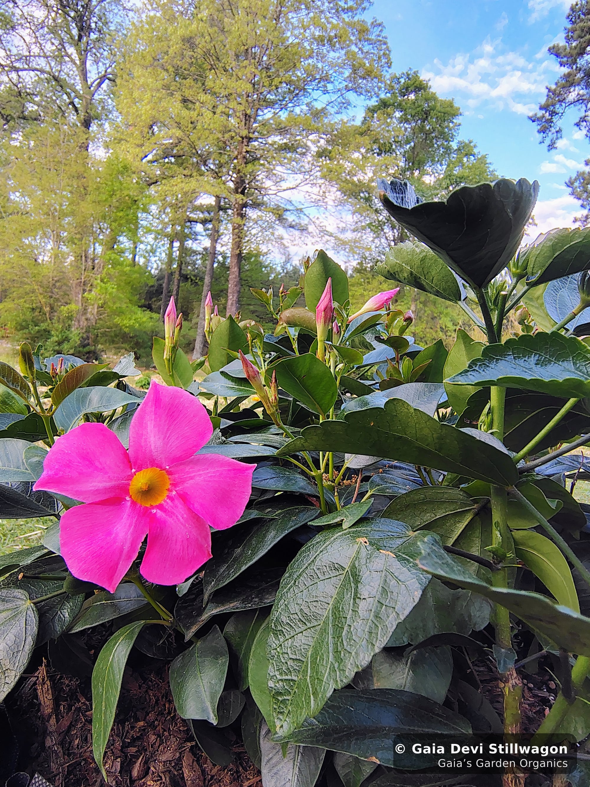 The medicinal herb garden at Gaia's Garden Organics, Umpire, Arkansas · Gaia Devi, clinical herbalist