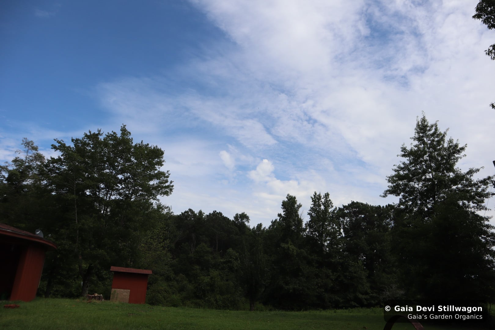 The medicinal herb garden at Gaia's Garden Organics, Umpire, Arkansas · Gaia Devi, clinical herbalist