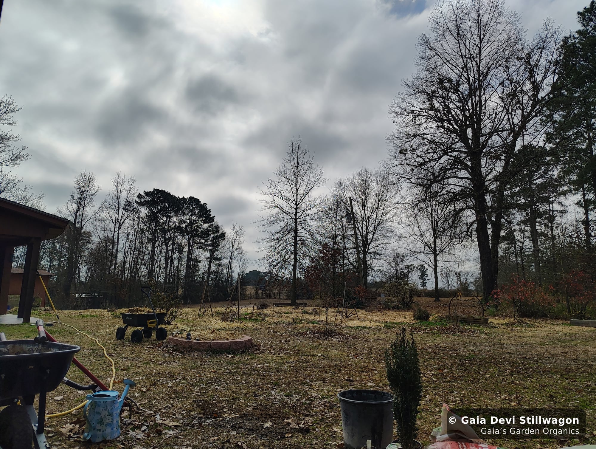 The medicinal herb garden at Gaia's Garden Organics, Umpire, Arkansas · Gaia Devi, clinical herbalist