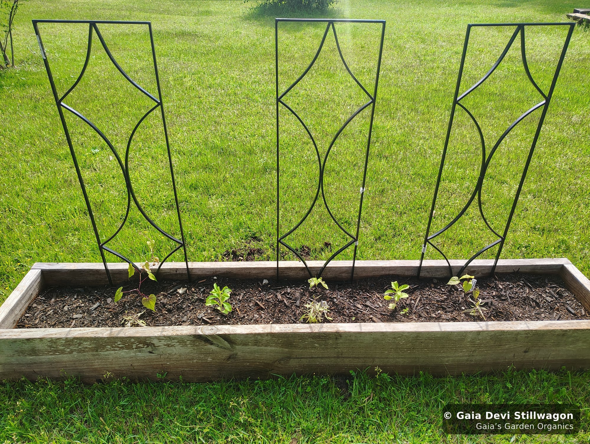 The medicinal herb garden at Gaia's Garden Organics, Umpire, Arkansas · Gaia Devi, clinical herbalist