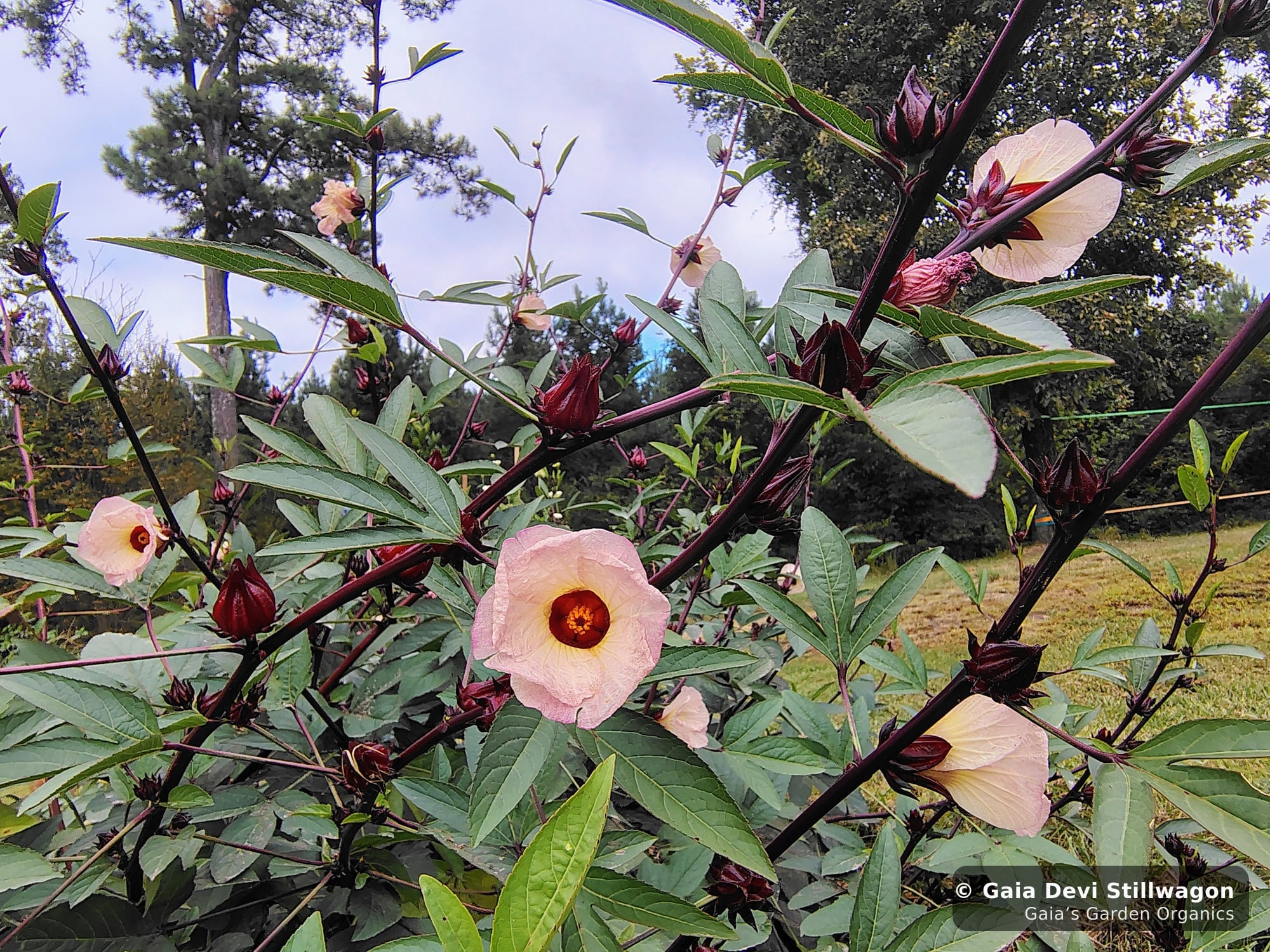 The medicinal herb garden at Gaia's Garden Organics, Umpire, Arkansas · Gaia Devi, clinical herbalist