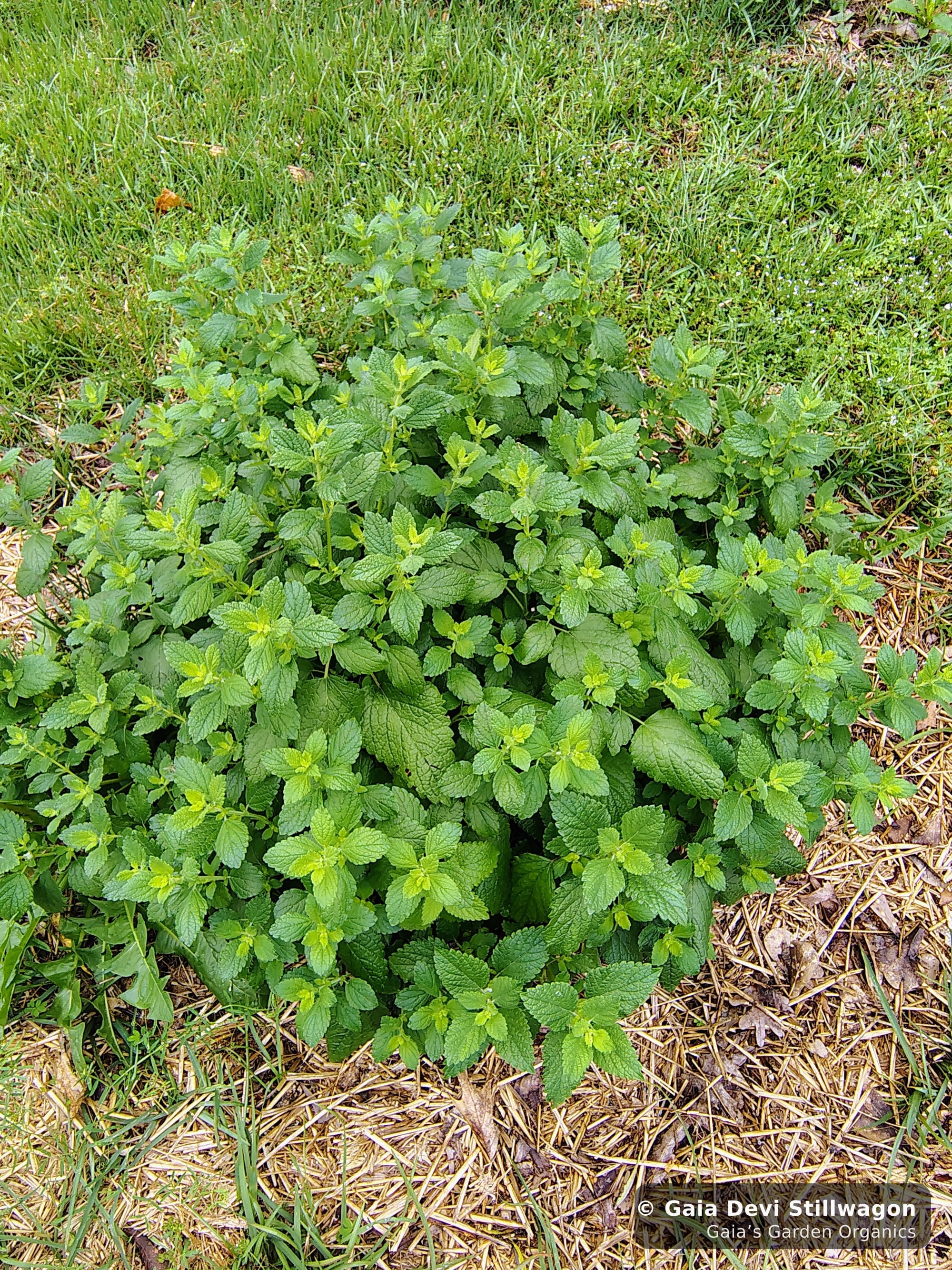 The medicinal herb garden at Gaia's Garden Organics, Umpire, Arkansas · Gaia Devi, clinical herbalist