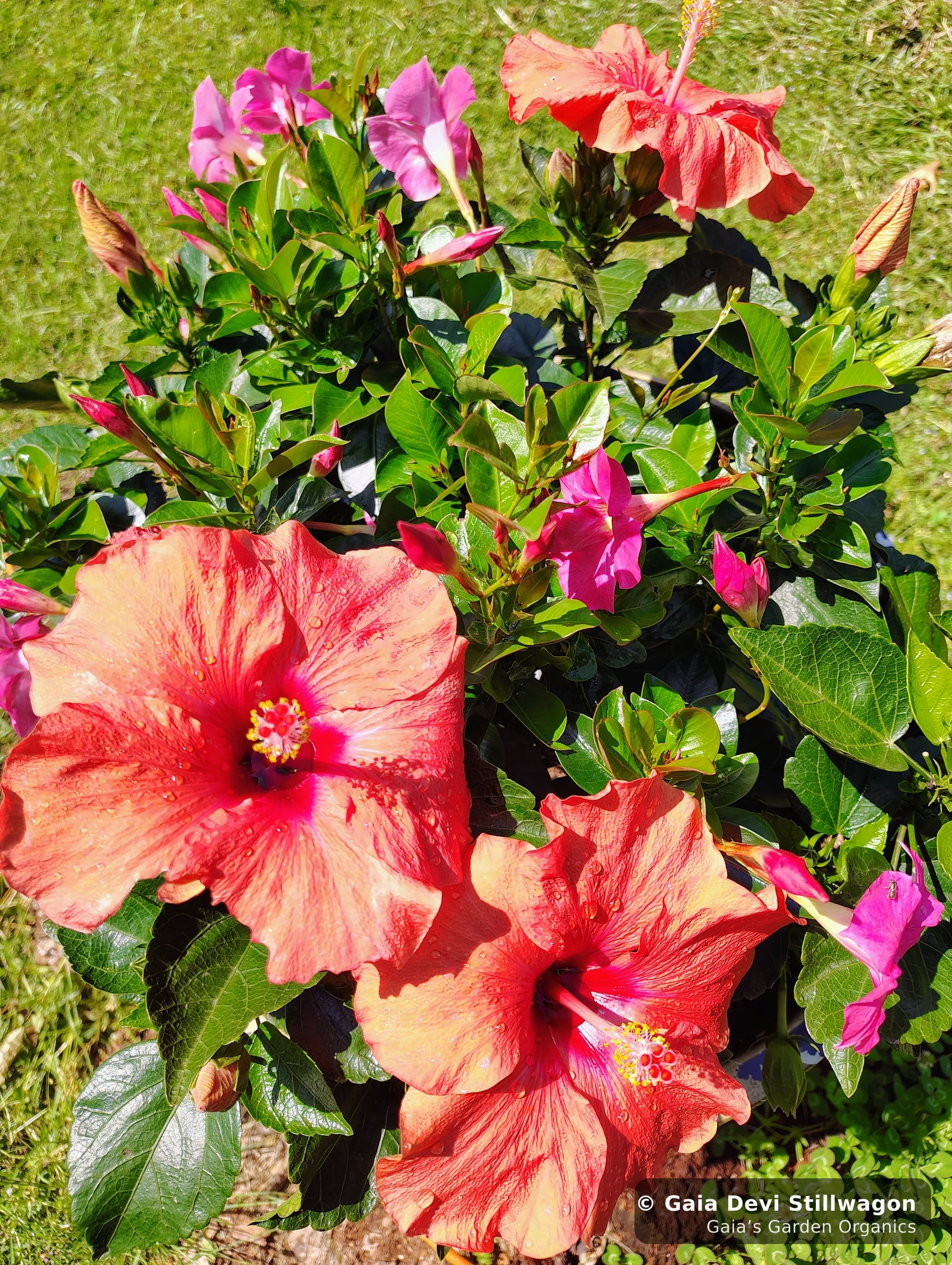 The medicinal herb garden at Gaia's Garden Organics, Umpire, Arkansas · Gaia Devi, clinical herbalist