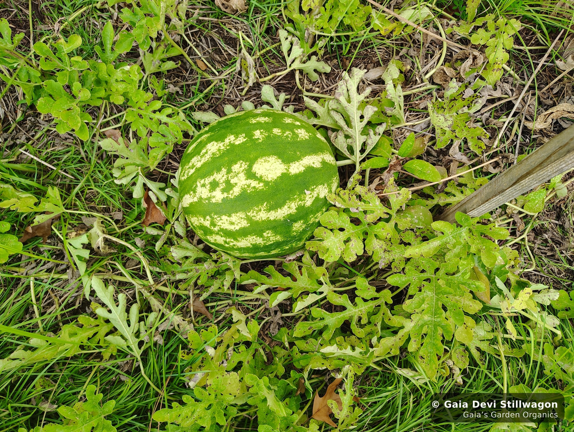The medicinal herb garden at Gaia's Garden Organics, Umpire, Arkansas · Gaia Devi, clinical herbalist