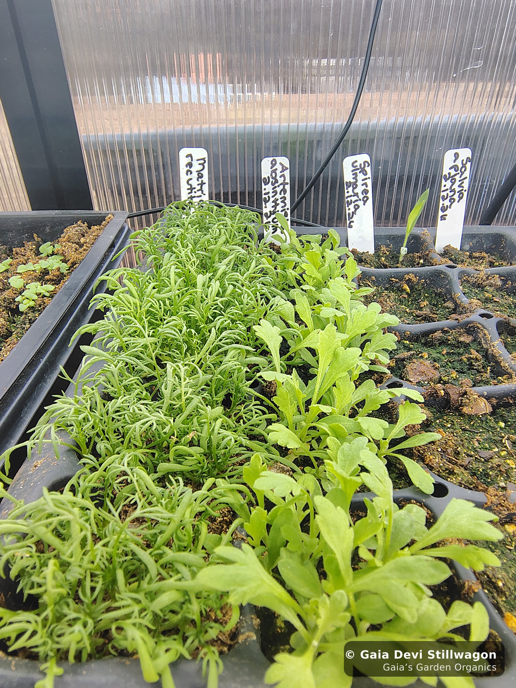 The medicinal herb garden at Gaia's Garden Organics, Umpire, Arkansas · Gaia Devi, clinical herbalist