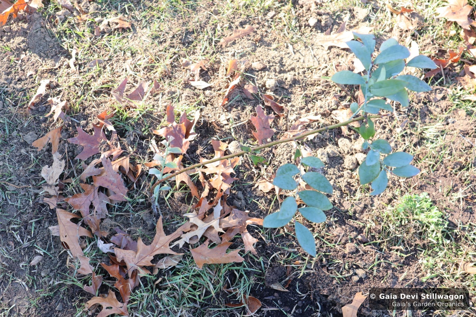 The medicinal herb garden at Gaia's Garden Organics, Umpire, Arkansas · Gaia Devi, clinical herbalist