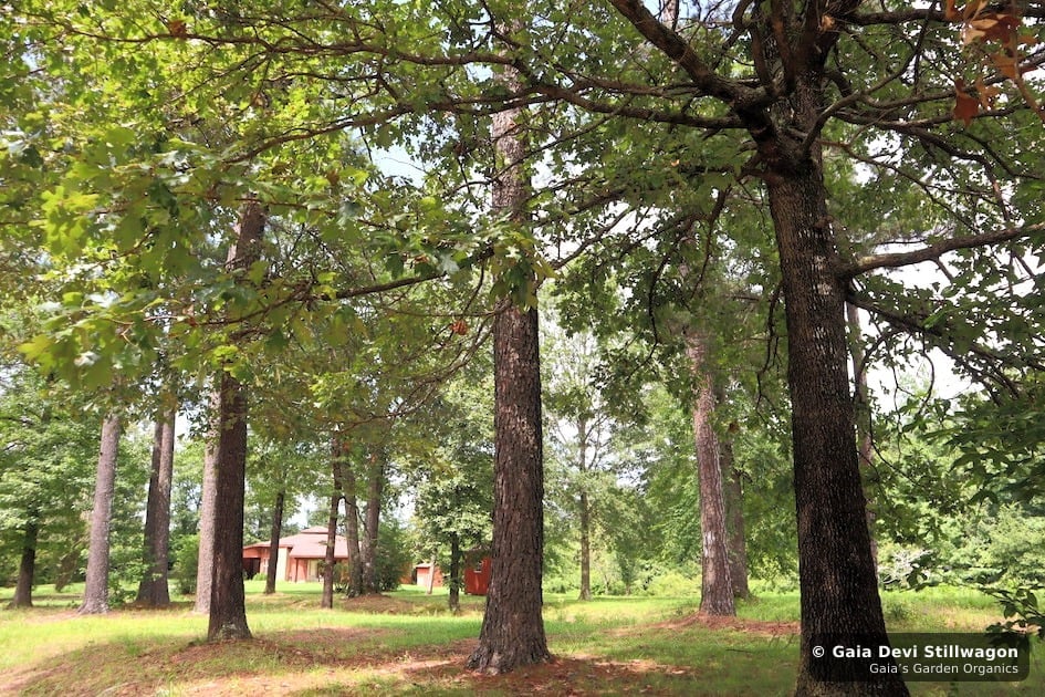 The medicinal herb garden at Gaia's Garden Organics, Umpire, Arkansas · Gaia Devi, clinical herbalist