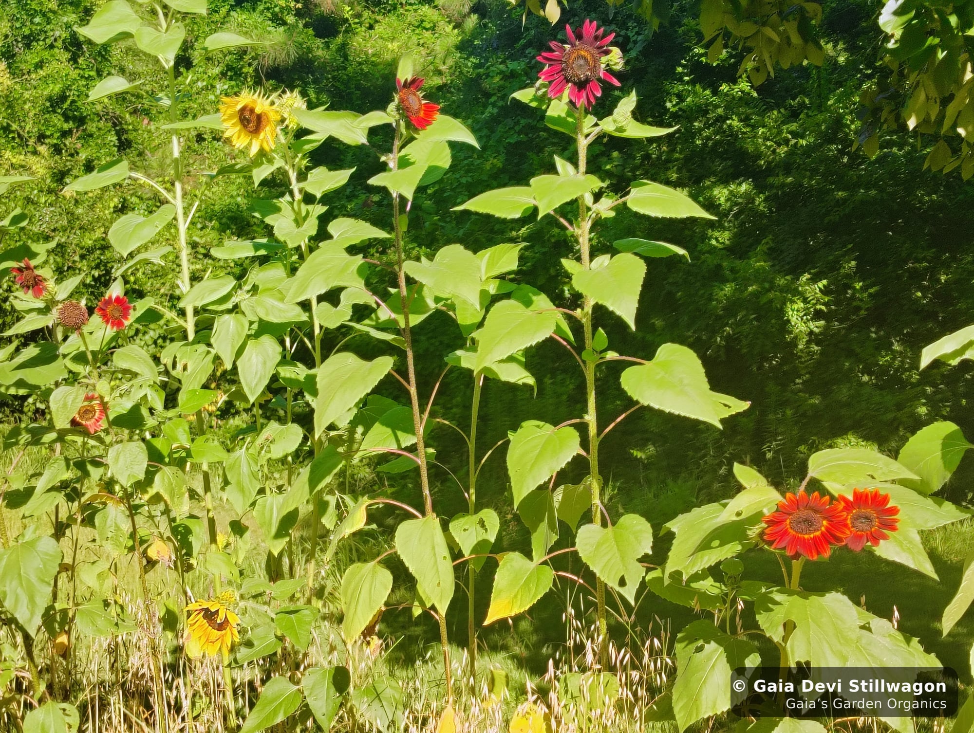 The medicinal herb garden at Gaia's Garden Organics, Umpire, Arkansas · Gaia Devi, clinical herbalist