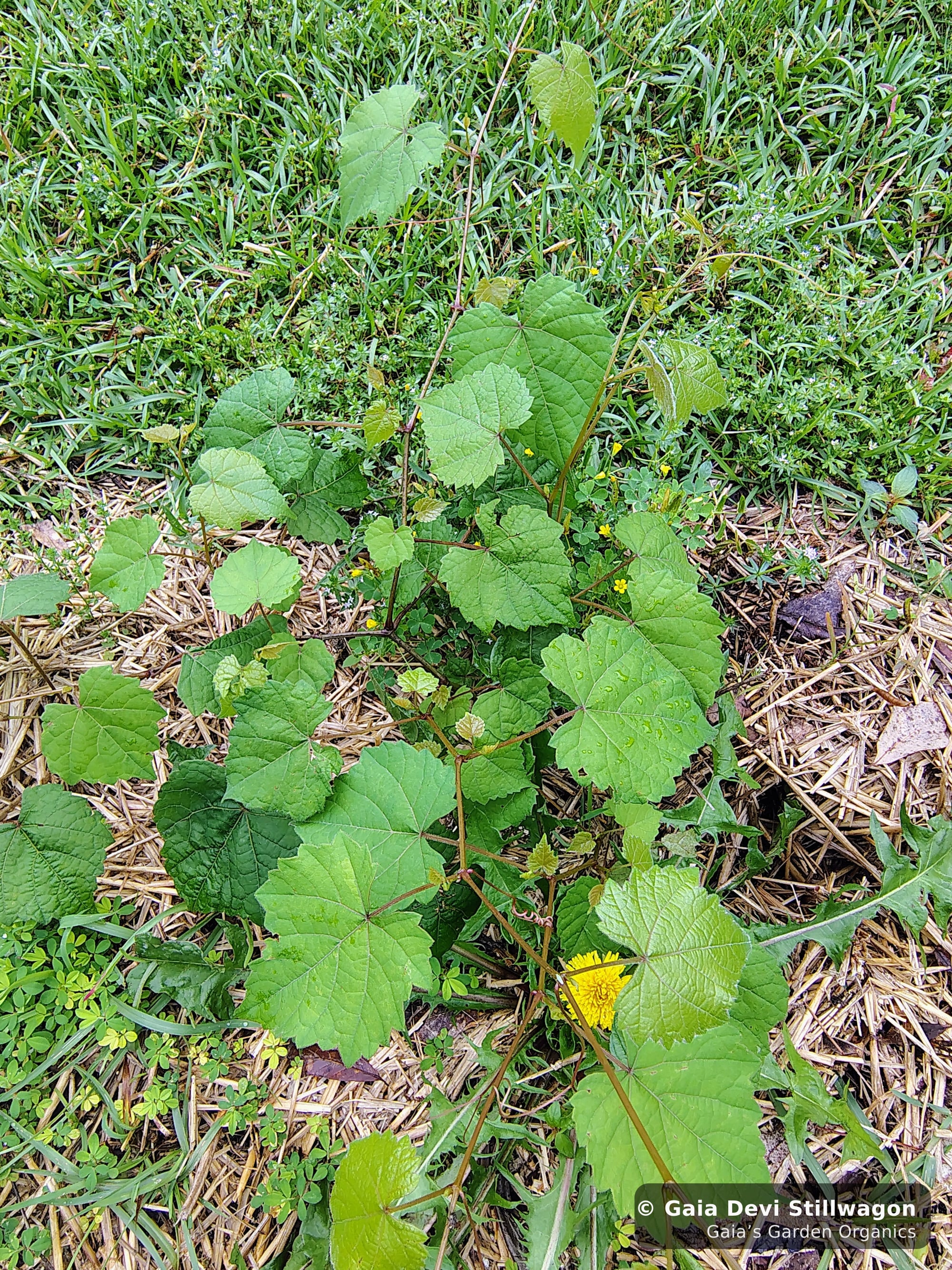 The medicinal herb garden at Gaia's Garden Organics, Umpire, Arkansas · Gaia Devi, clinical herbalist
