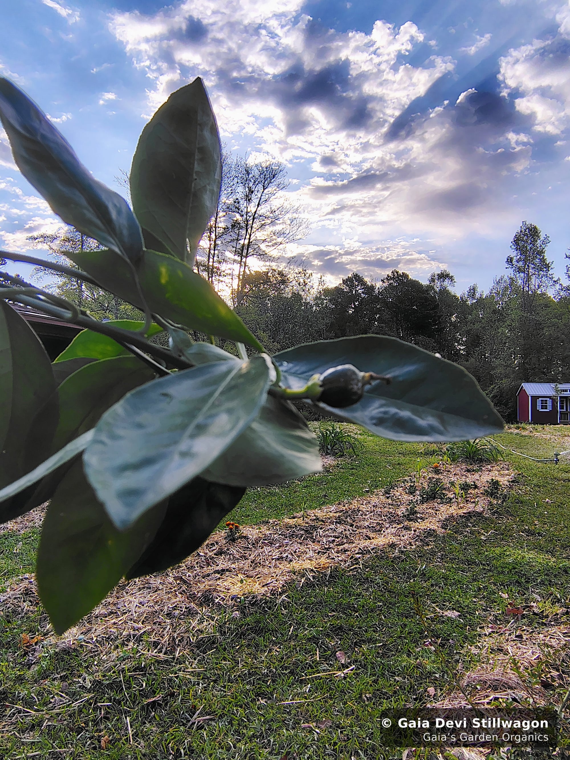 The medicinal herb garden at Gaia's Garden Organics, Umpire, Arkansas · Gaia Devi, clinical herbalist