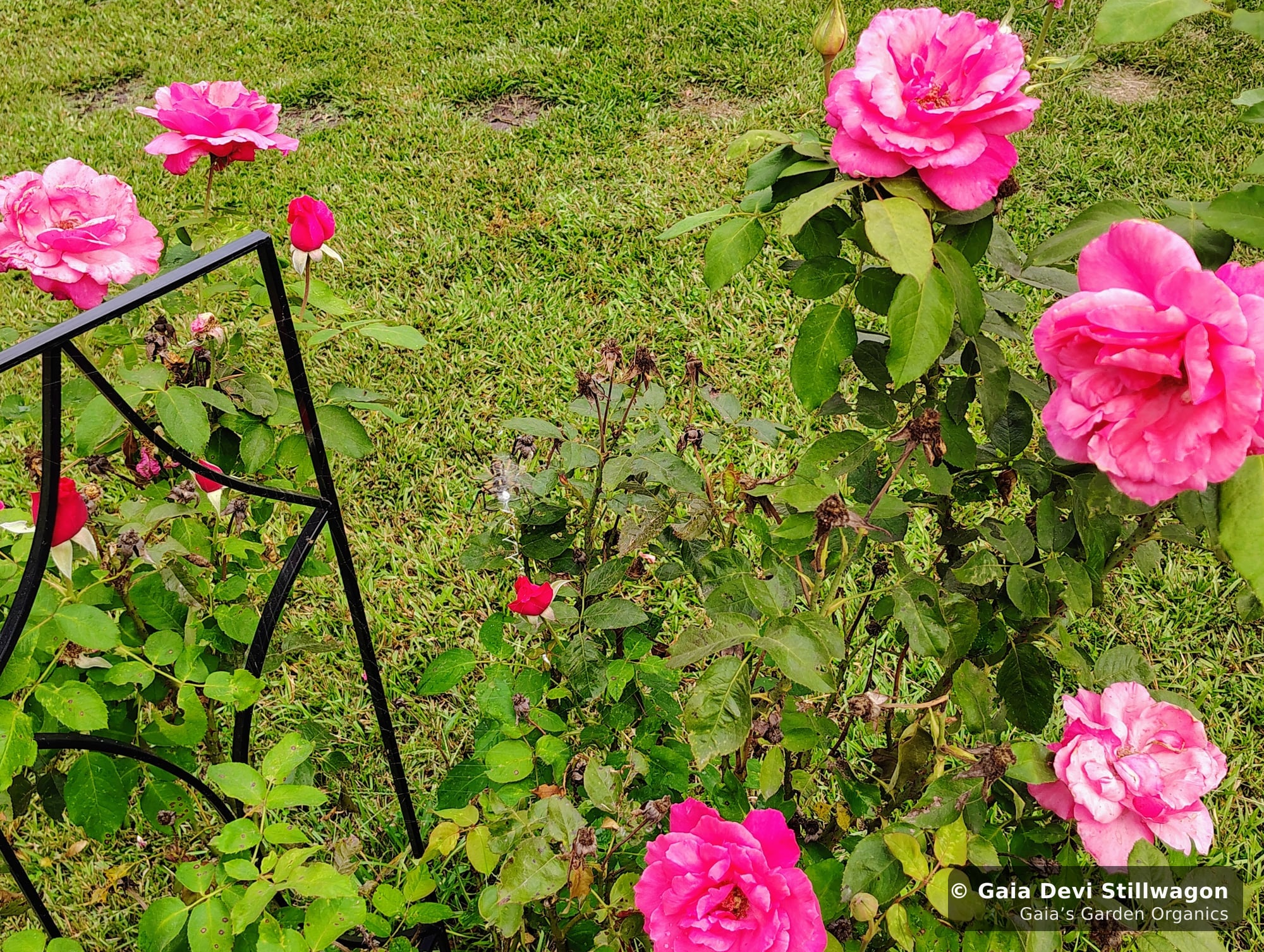 The medicinal herb garden at Gaia's Garden Organics, Umpire, Arkansas · Gaia Devi, clinical herbalist