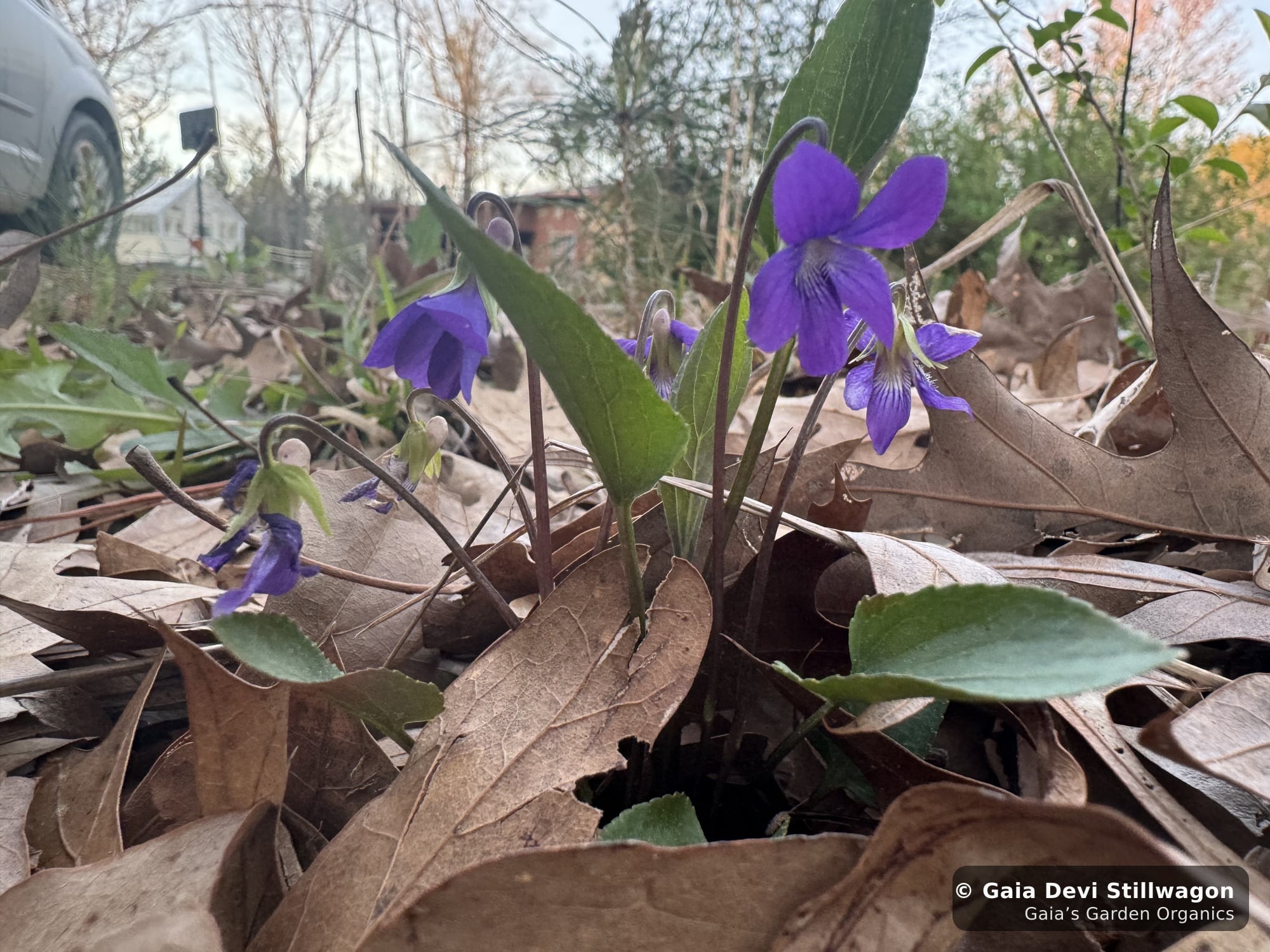 The medicinal herb garden at Gaia's Garden Organics, Umpire, Arkansas · Gaia Devi, clinical herbalist