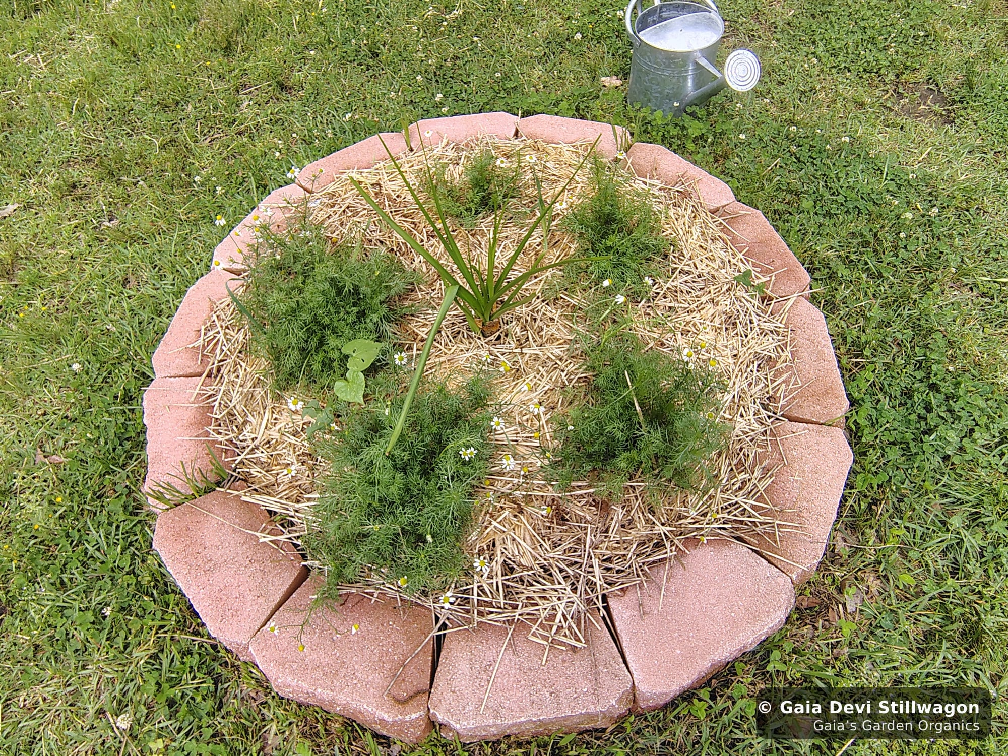 The medicinal herb garden at Gaia's Garden Organics, Umpire, Arkansas · Gaia Devi, clinical herbalist