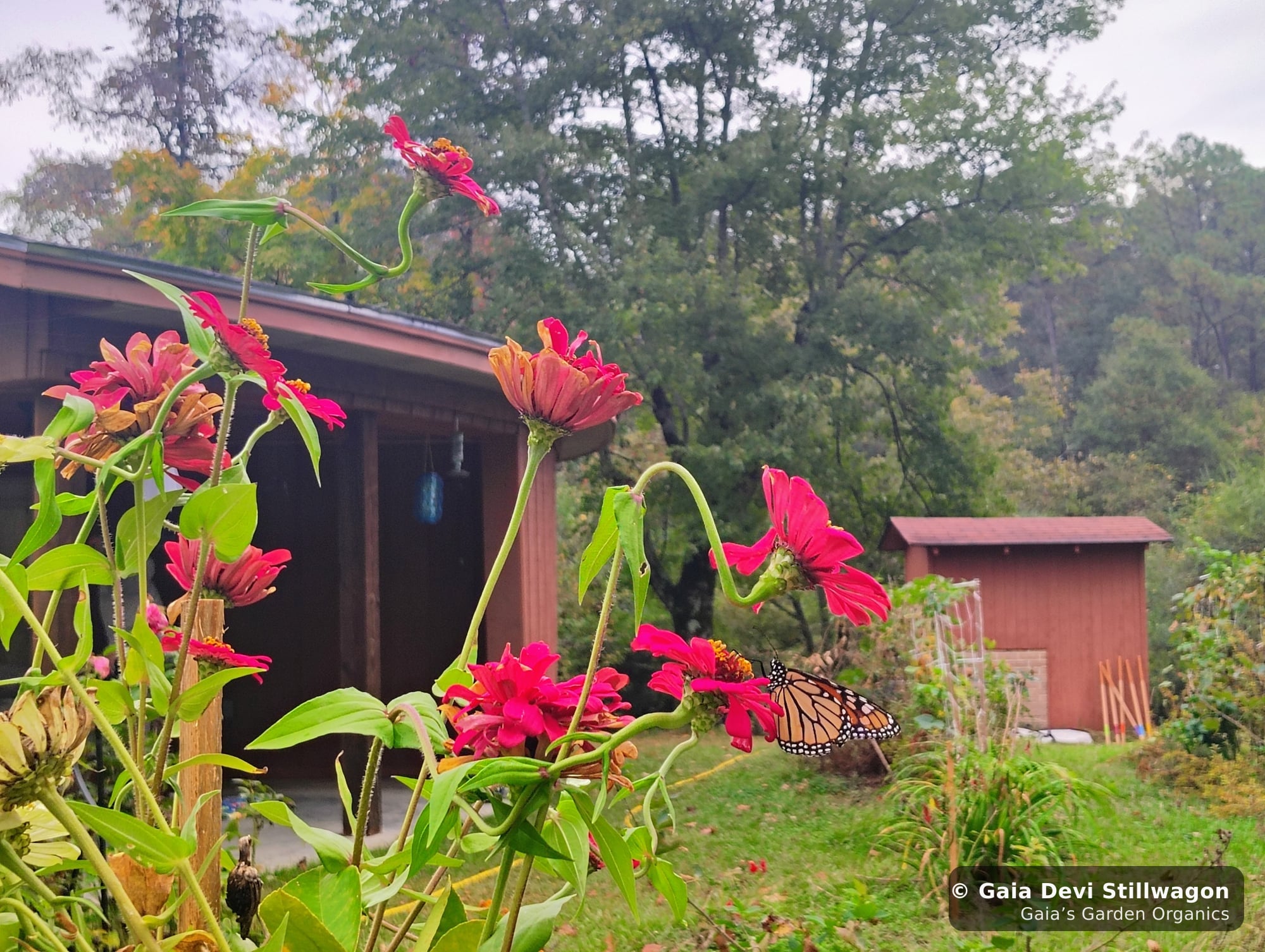 The medicinal herb garden at Gaia's Garden Organics, Umpire, Arkansas · Gaia Devi, clinical herbalist