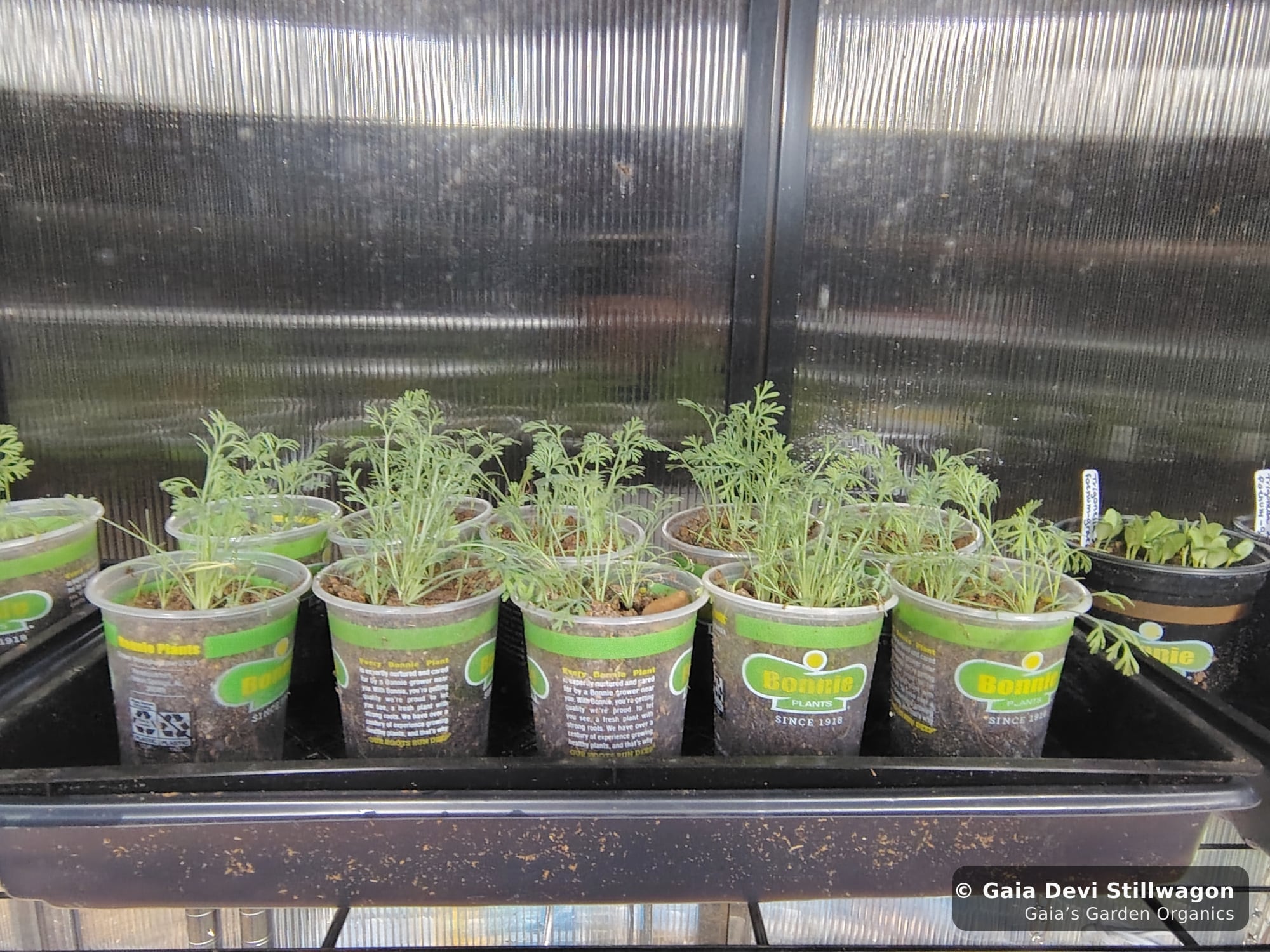The medicinal herb garden at Gaia's Garden Organics, Umpire, Arkansas · Gaia Devi, clinical herbalist