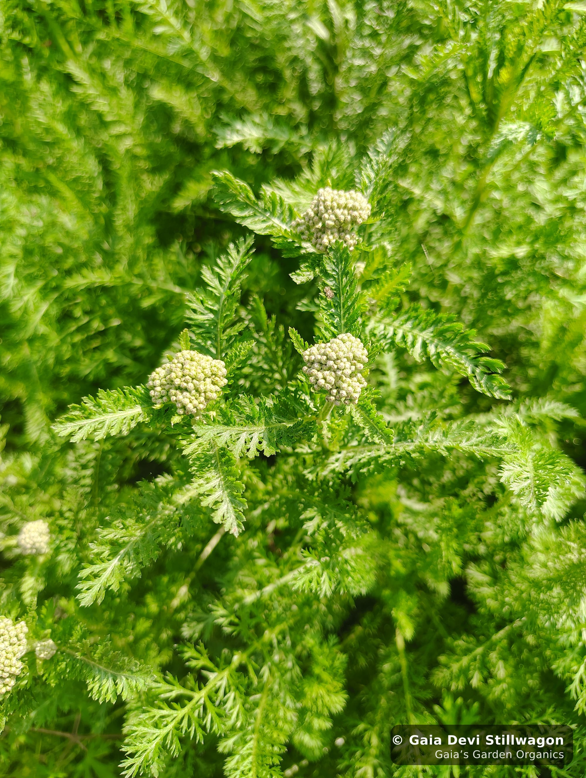 Yarrow beginning to flower at Gaia's Garden in Umpire, Arkansas, white-green flat-topped buds rising above feathery leaves