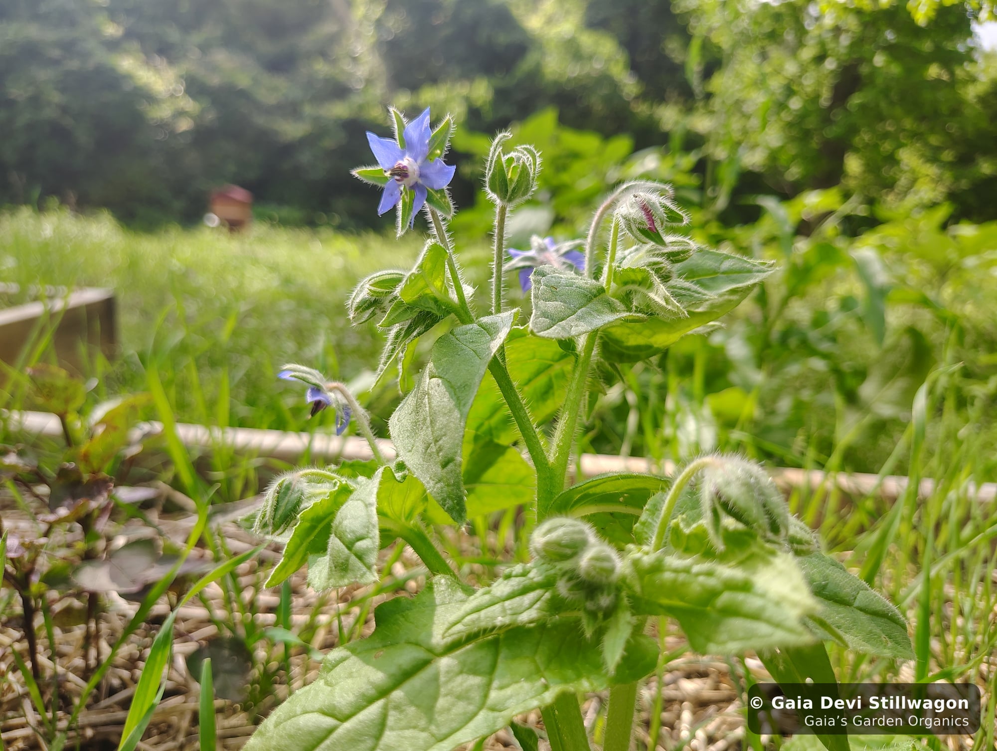 Wild and cultivated herbs growing side by side