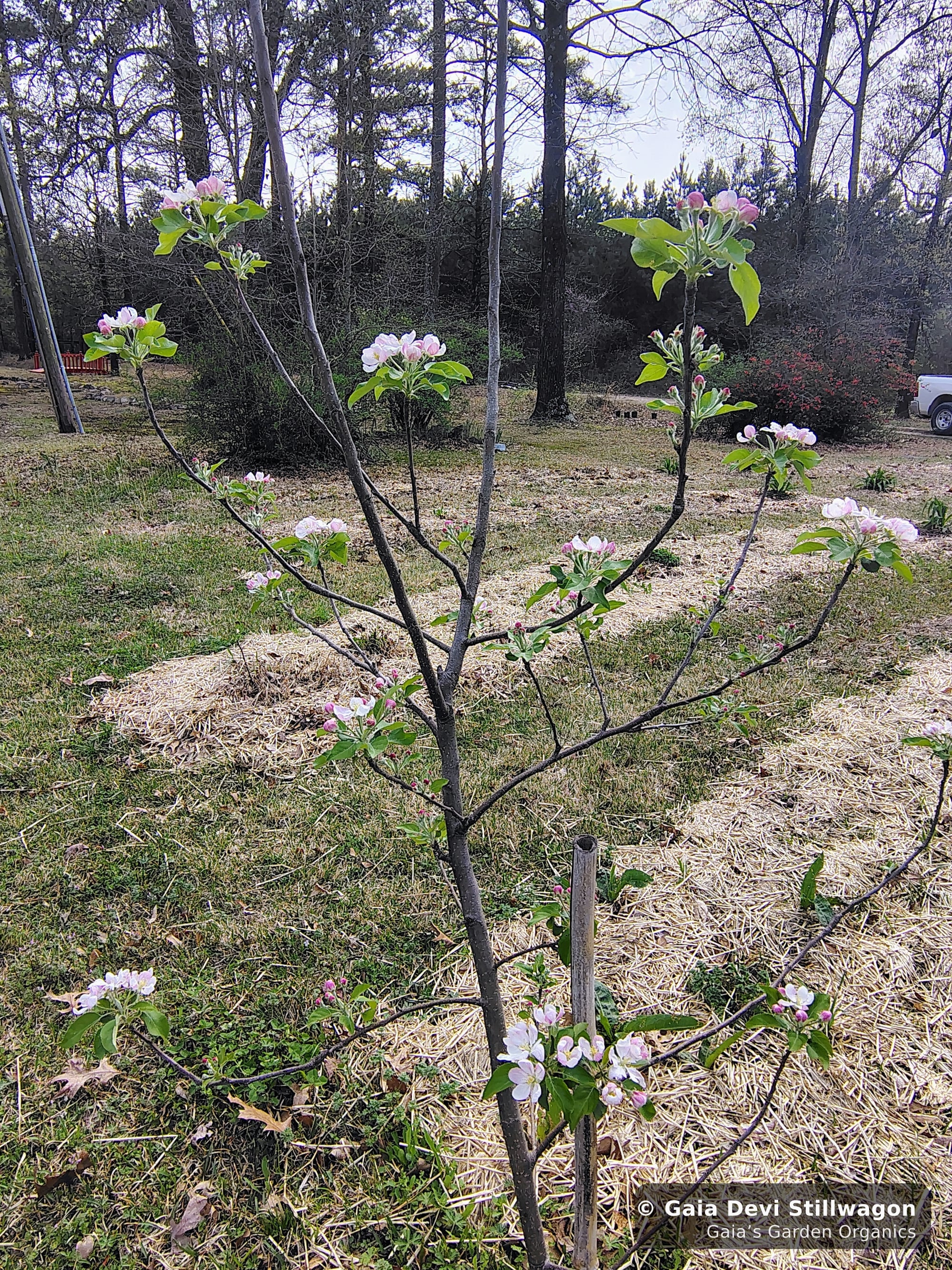 The medicinal herb garden at Gaia's Garden Organics, Umpire, Arkansas · Gaia Devi, clinical herbalist