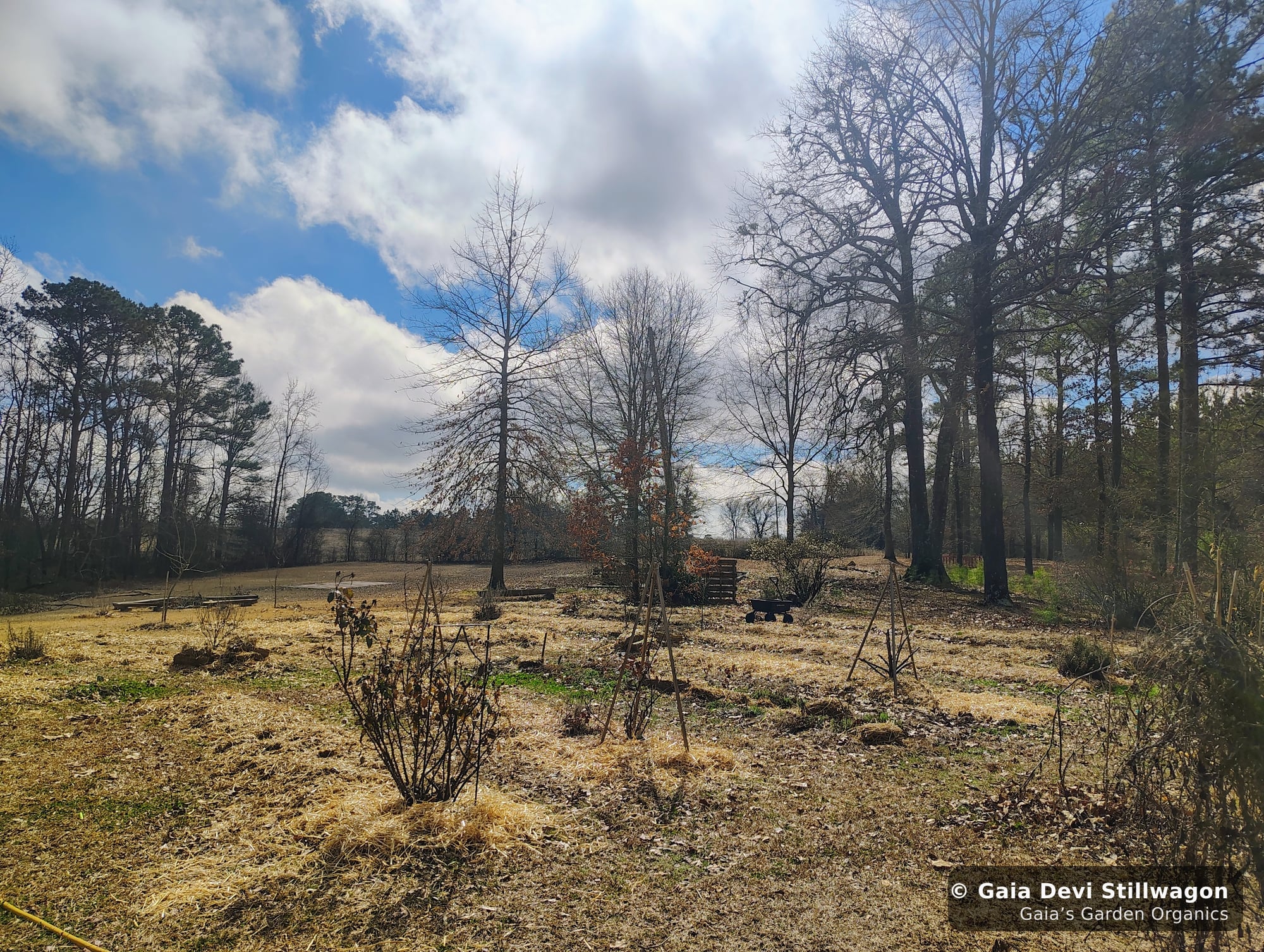 The medicinal herb garden at Gaia's Garden Organics, Umpire, Arkansas · Gaia Devi, clinical herbalist