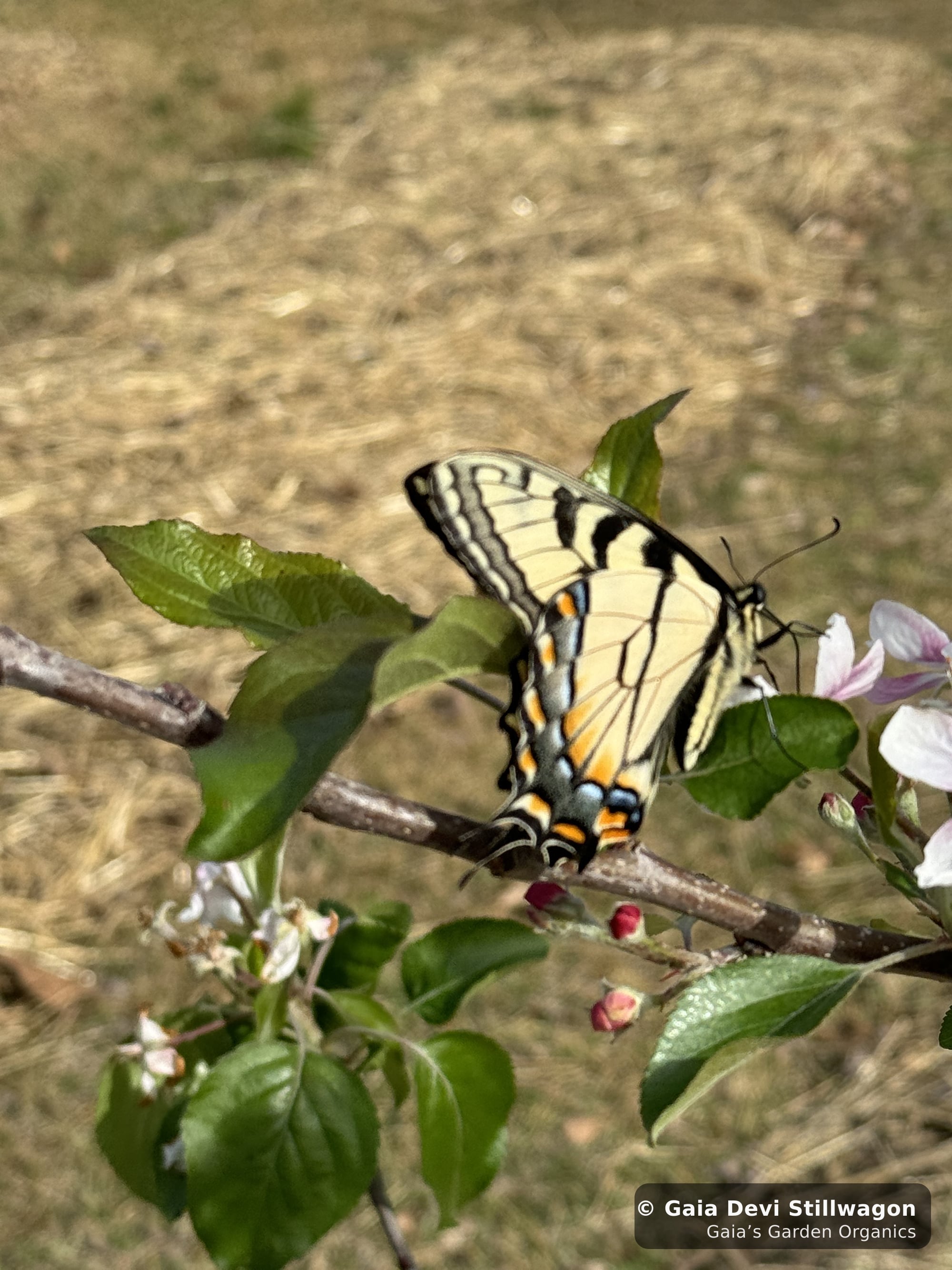 The medicinal herb garden at Gaia's Garden Organics, Umpire, Arkansas · Gaia Devi, clinical herbalist