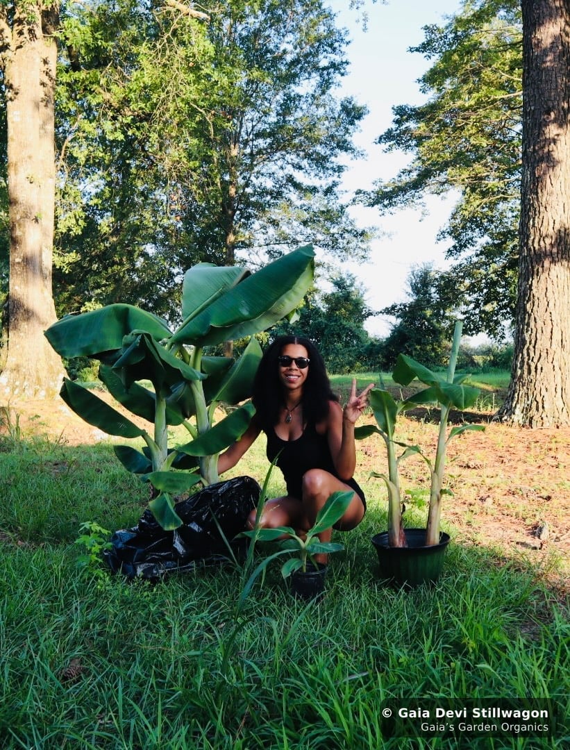 The medicinal herb garden at Gaia's Garden Organics, Umpire, Arkansas · Gaia Devi, clinical herbalist