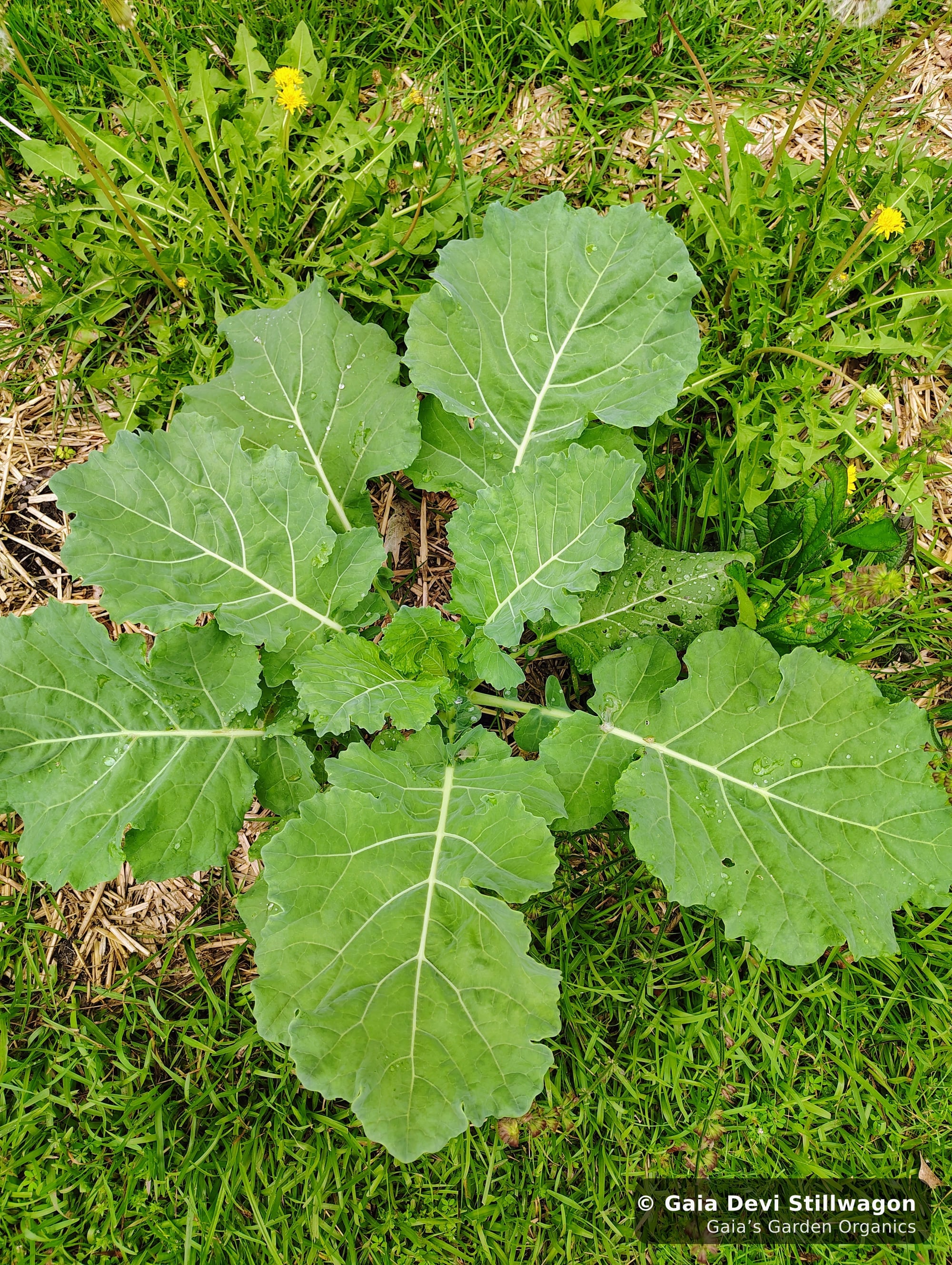 The medicinal herb garden at Gaia's Garden Organics, Umpire, Arkansas · Gaia Devi, clinical herbalist