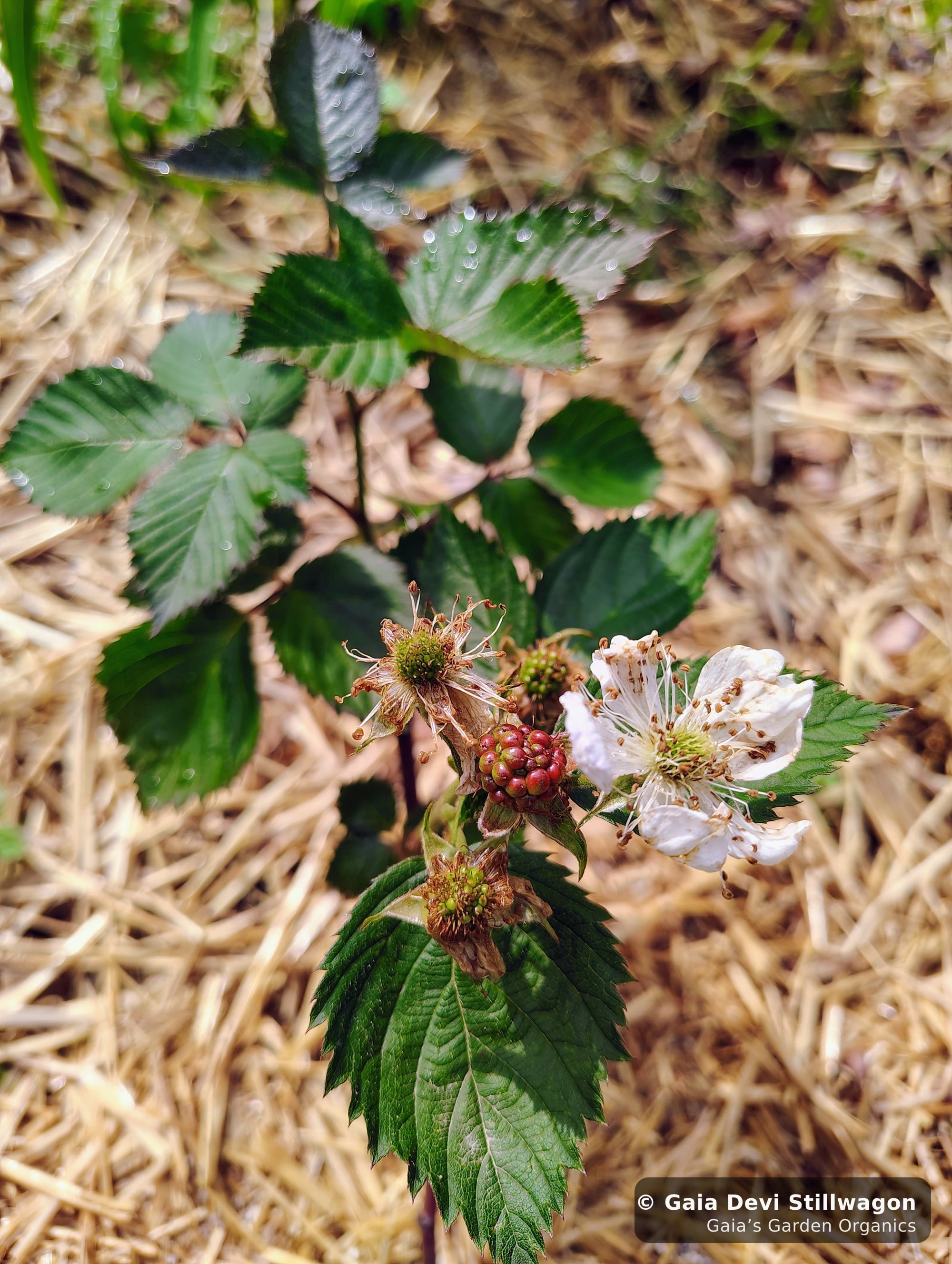 The medicinal herb garden at Gaia's Garden Organics, Umpire, Arkansas · Gaia Devi, clinical herbalist