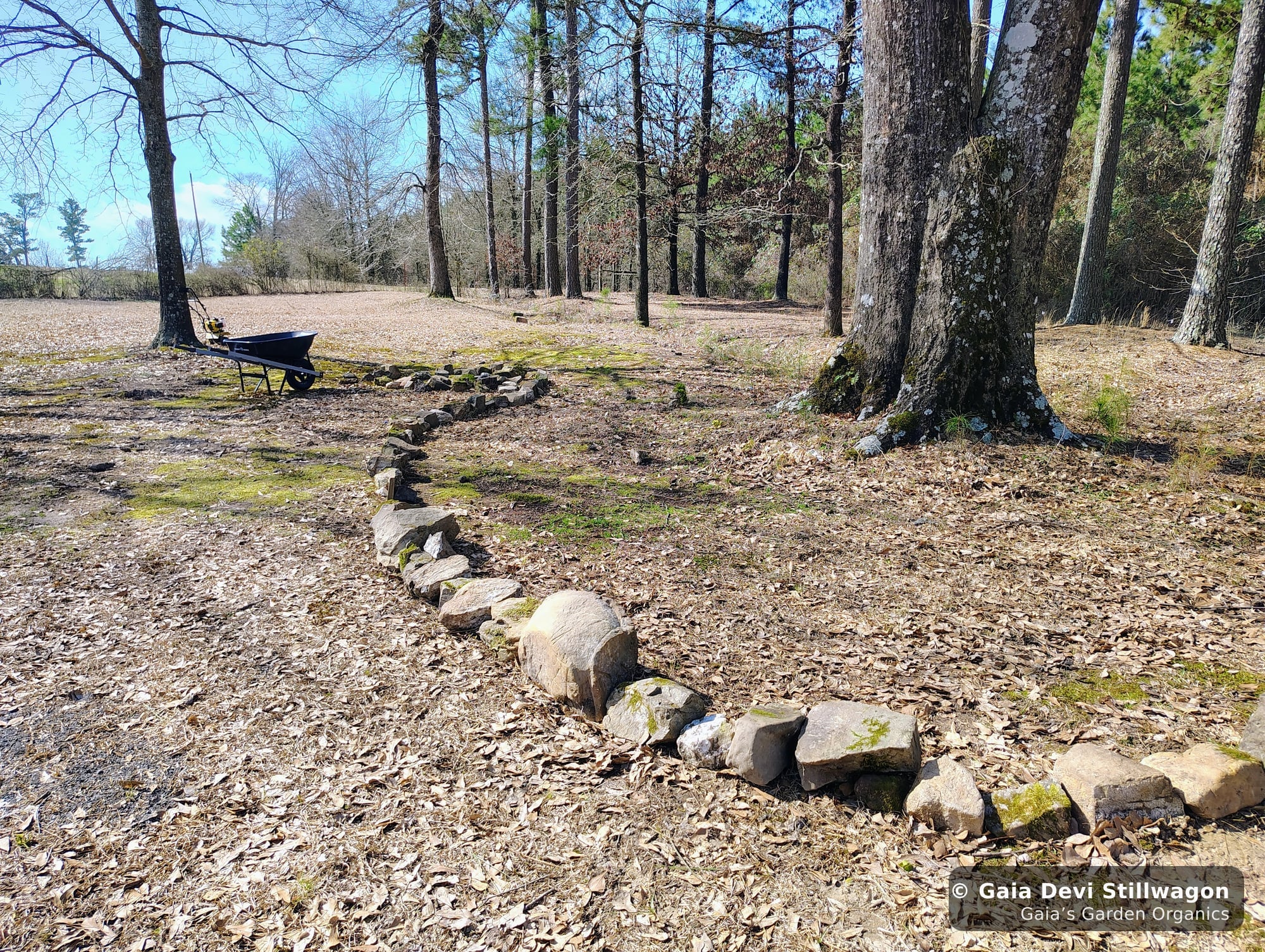 The medicinal herb garden at Gaia's Garden Organics, Umpire, Arkansas · Gaia Devi, clinical herbalist