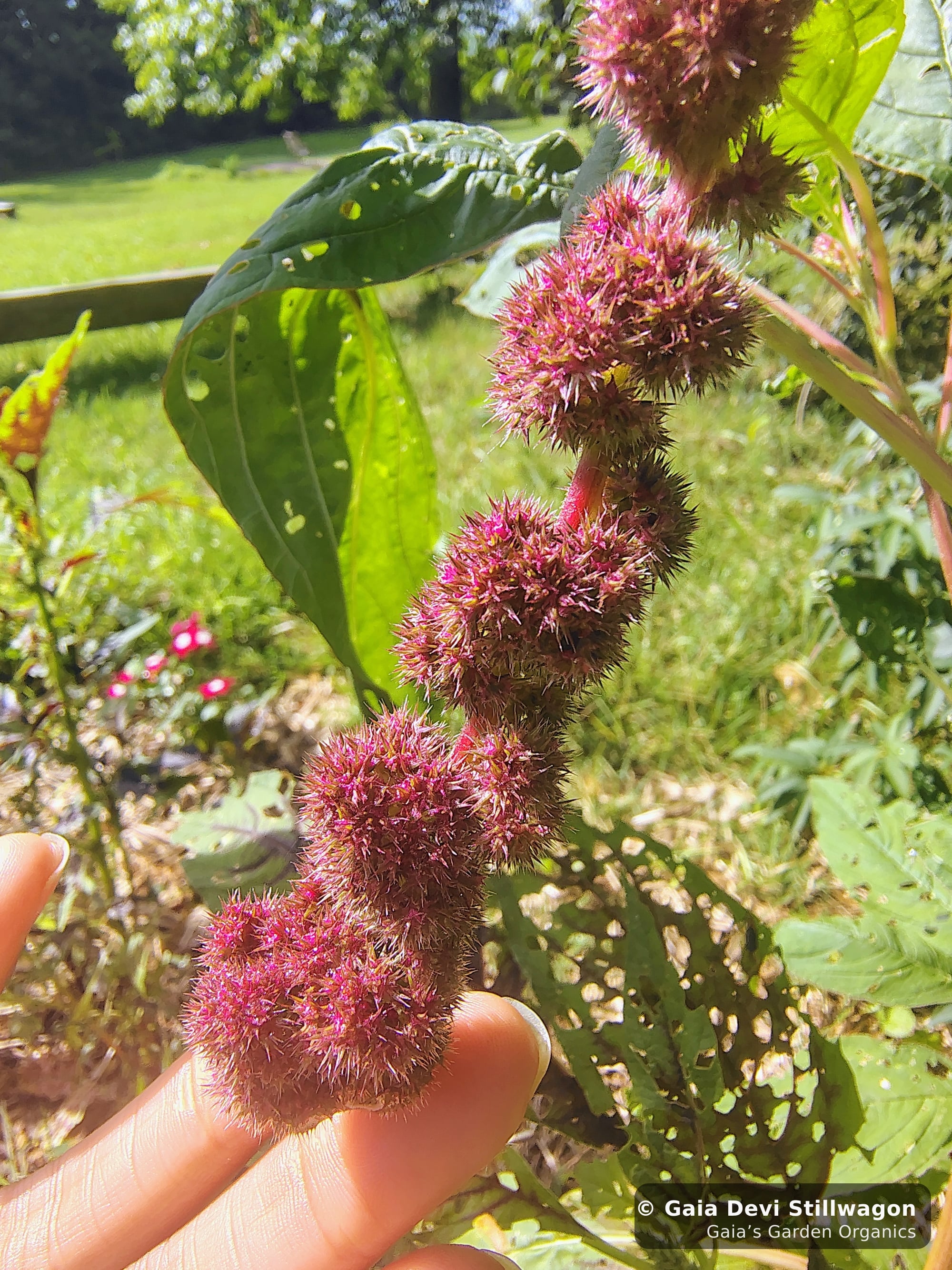 The medicinal herb garden at Gaia's Garden Organics, Umpire, Arkansas · Gaia Devi, clinical herbalist