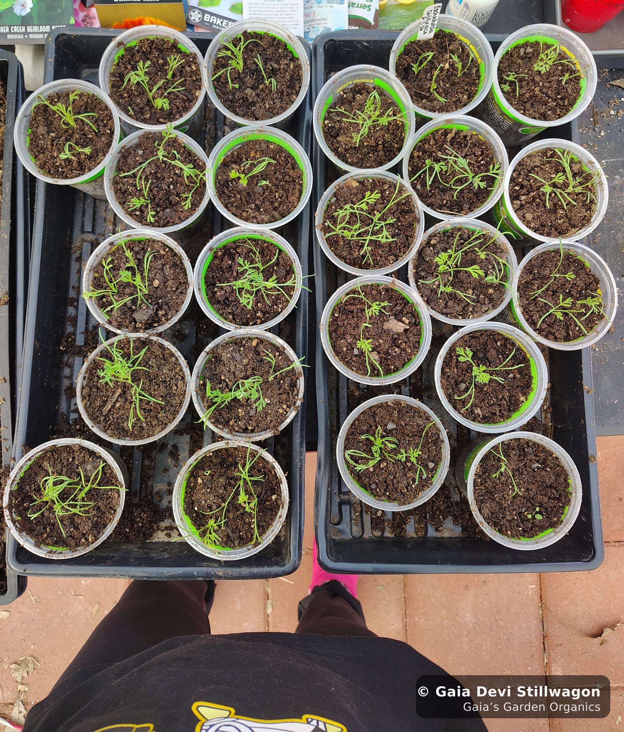 The medicinal herb garden at Gaia's Garden Organics, Umpire, Arkansas · Gaia Devi, clinical herbalist