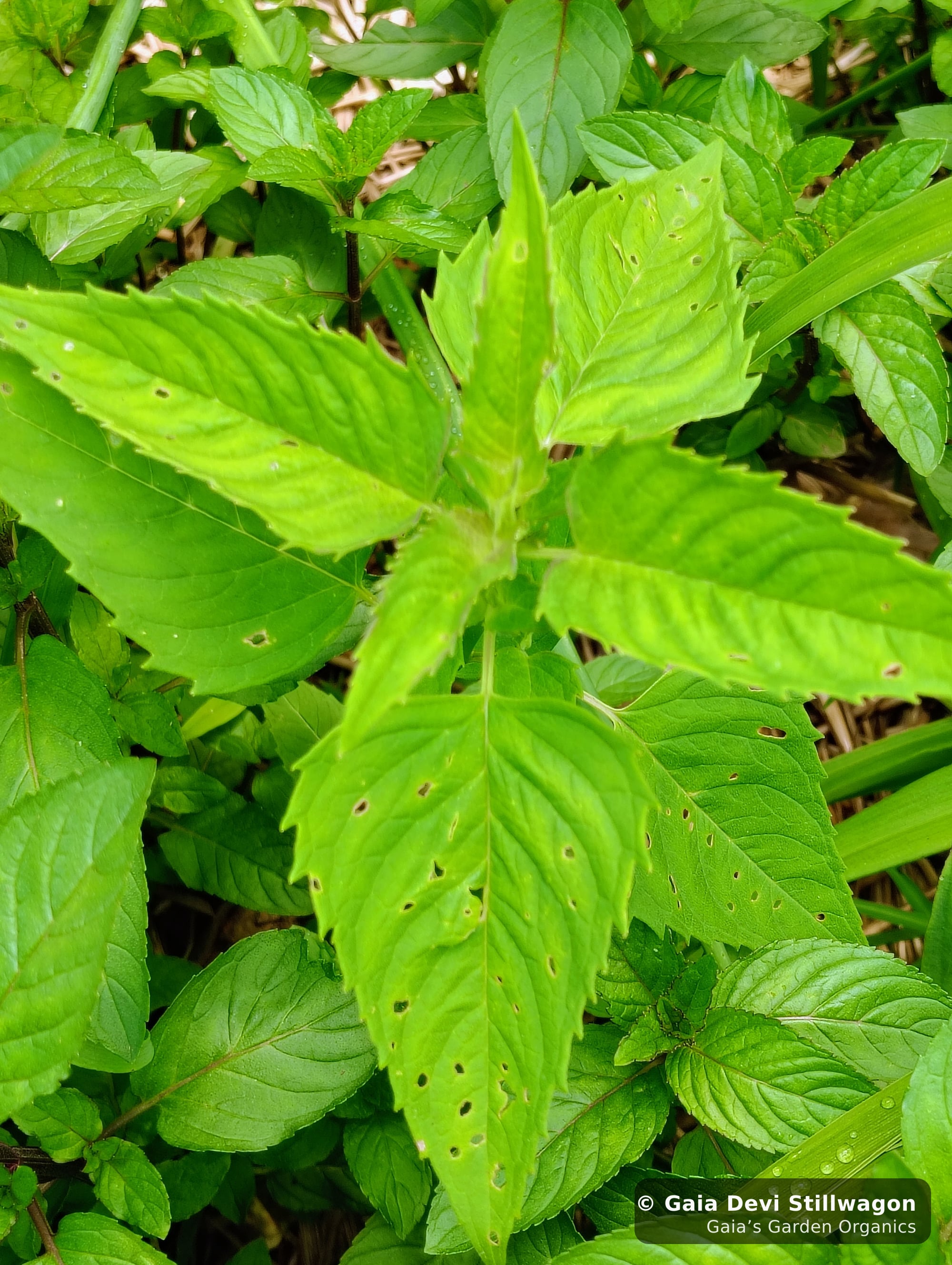 The medicinal herb garden at Gaia's Garden Organics, Umpire, Arkansas · Gaia Devi, clinical herbalist