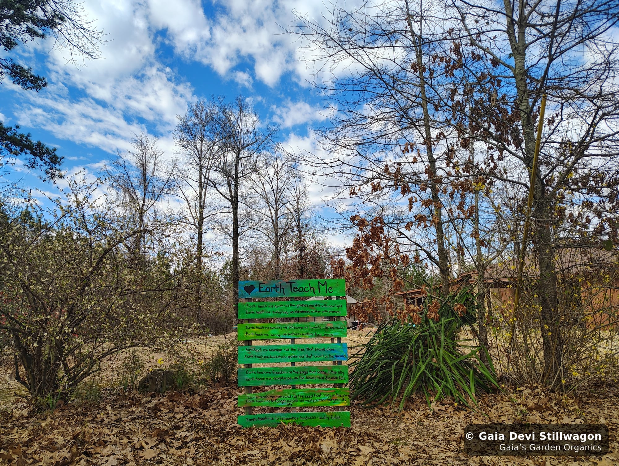 The medicinal herb garden at Gaia's Garden Organics, Umpire, Arkansas · Gaia Devi, clinical herbalist