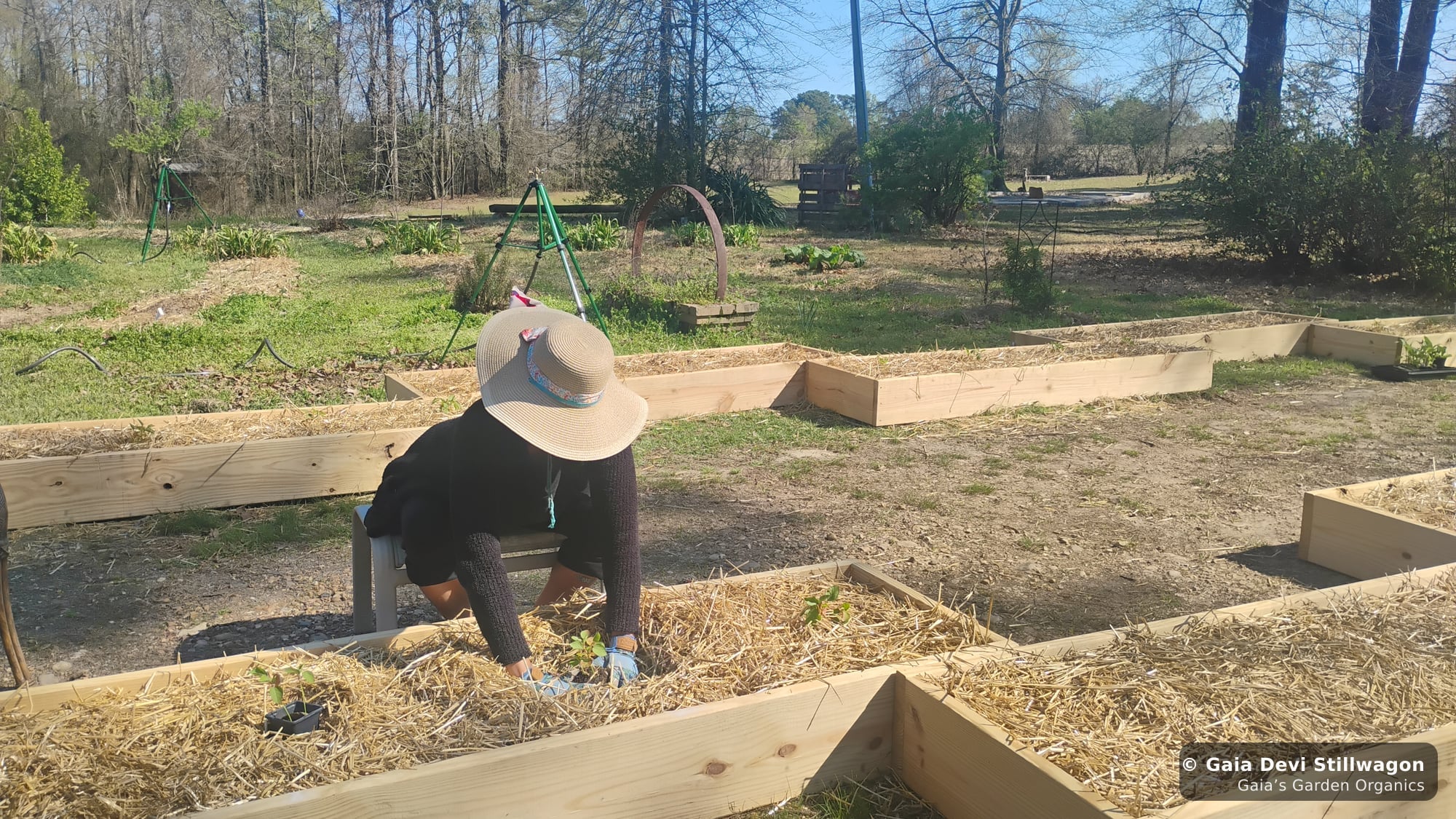 The medicinal herb garden at Gaia's Garden Organics, Umpire, Arkansas · Gaia Devi, clinical herbalist