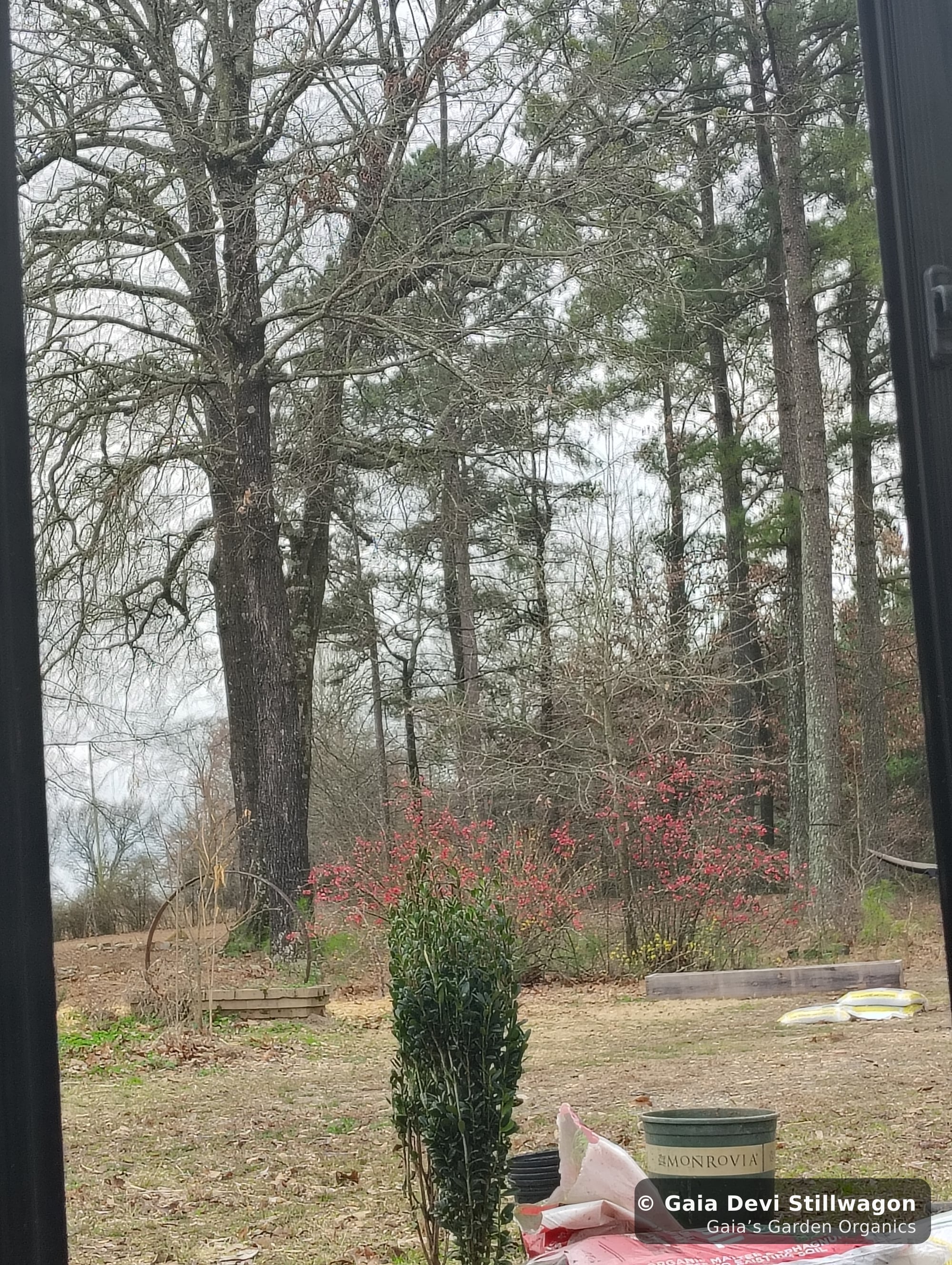 The medicinal herb garden at Gaia's Garden Organics, Umpire, Arkansas · Gaia Devi, clinical herbalist