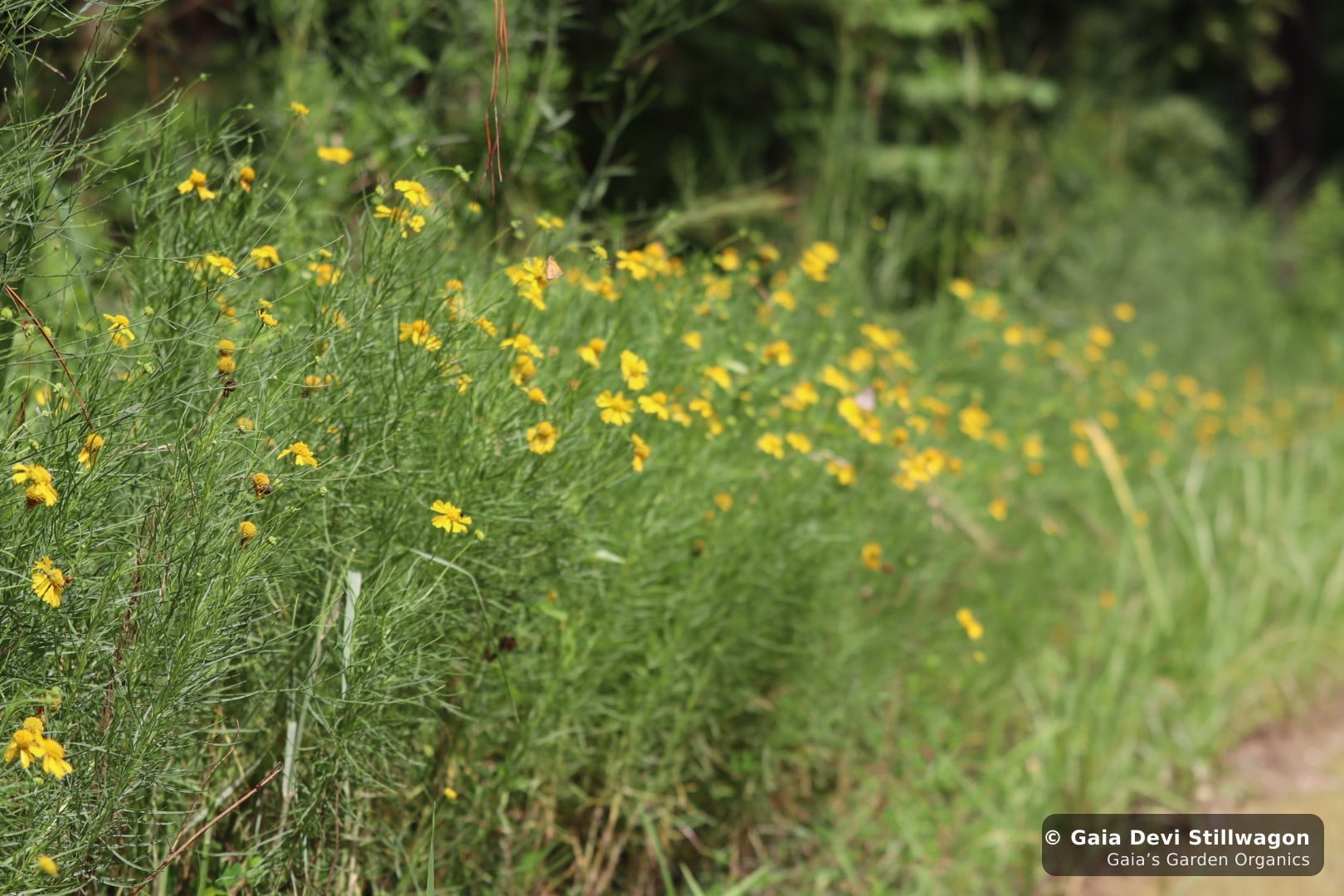 The medicinal herb garden at Gaia's Garden Organics, Umpire, Arkansas · Gaia Devi, clinical herbalist