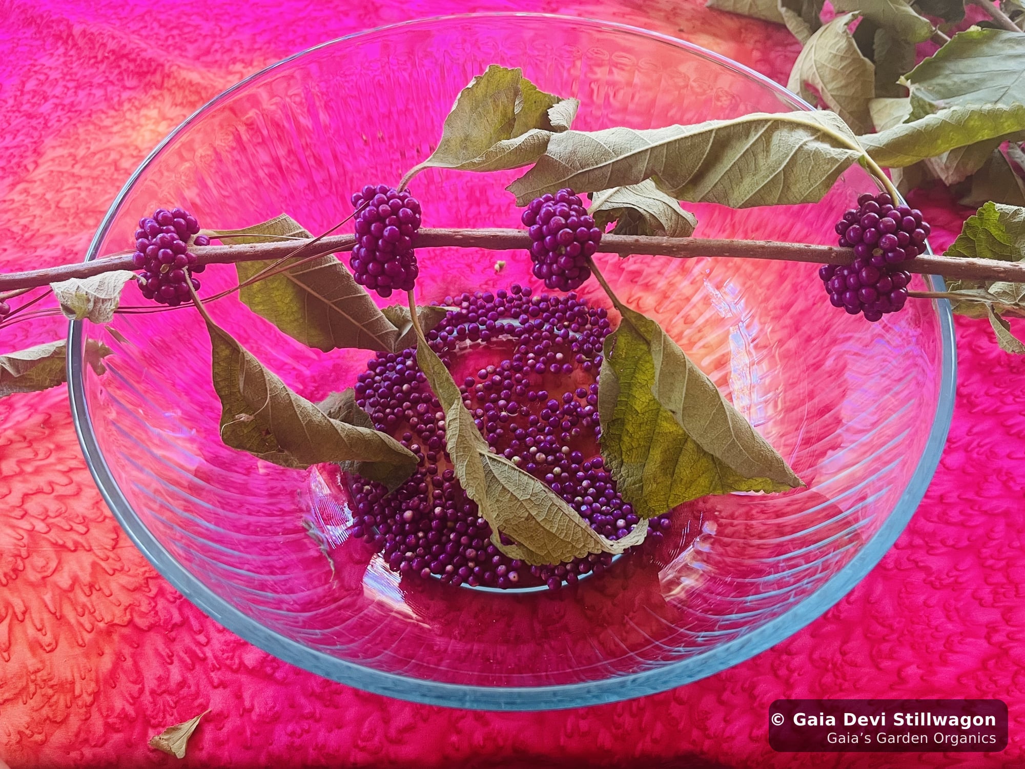 The medicinal herb garden at Gaia's Garden Organics, Umpire, Arkansas · Gaia Devi, clinical herbalist